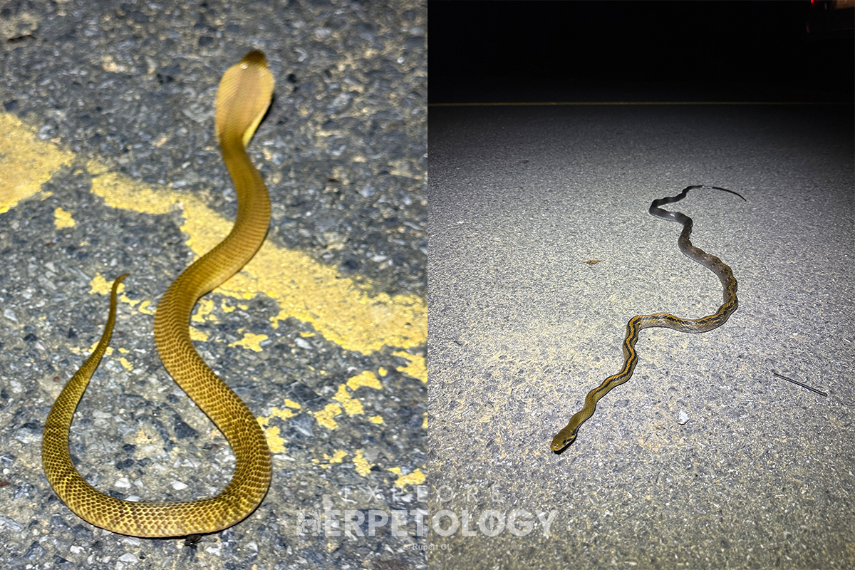 Left: Naja sumatrana. Right: Coelognathus flavolineatus.