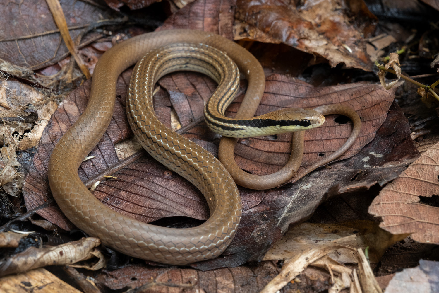 Gunther's smooth snake (Liopeltis frenata).