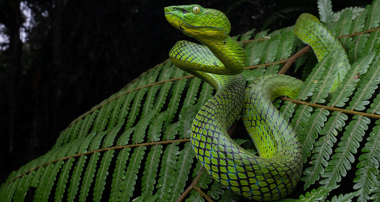 Cameron Highlands pit viper (Trimeresurus nebularis).