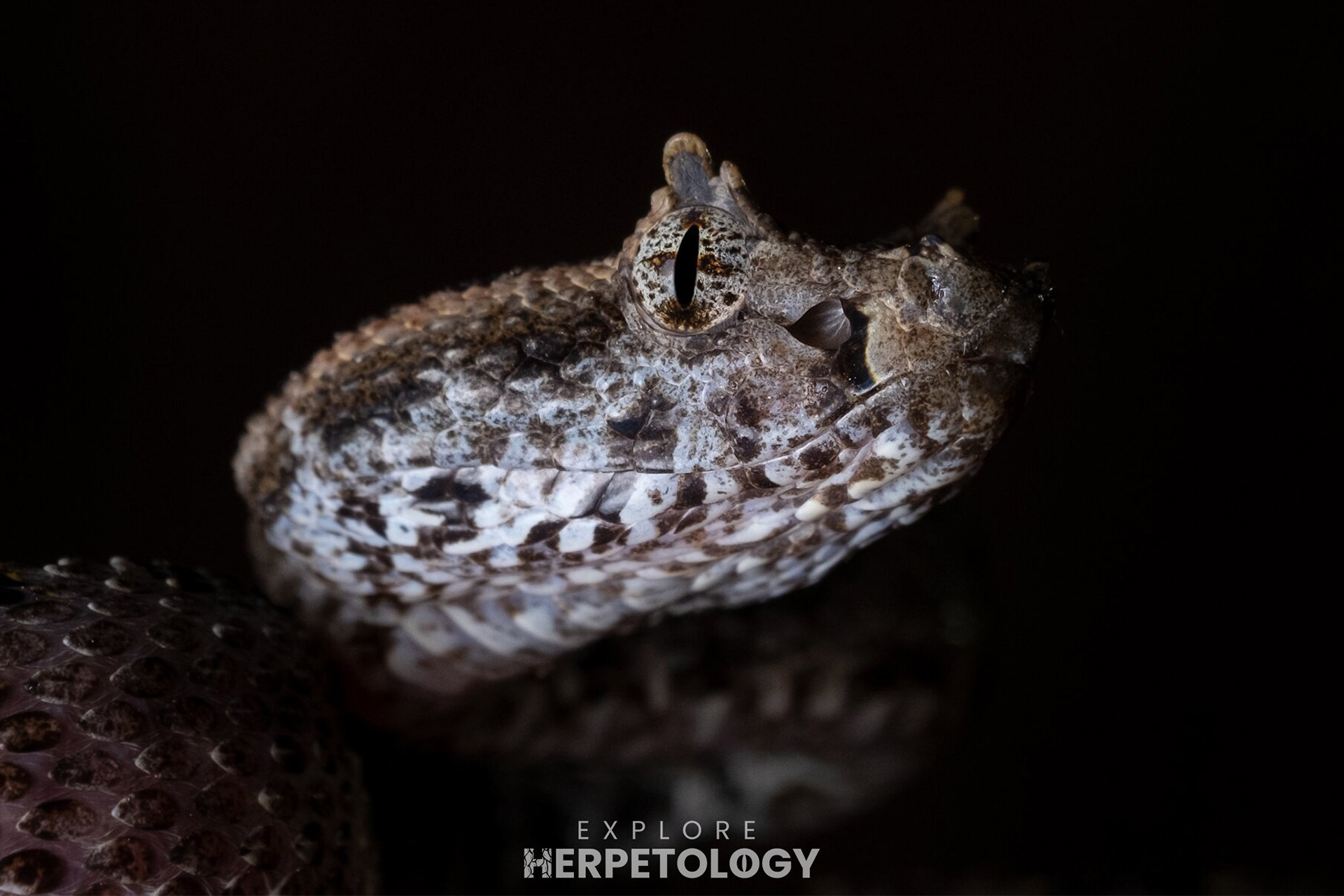 Three horn-scaled lancehead (Protobothrops sieversorum)