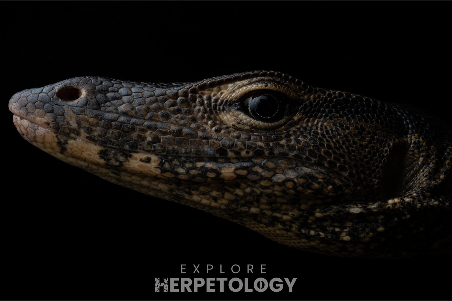 Water monitor (Varanus salvator).