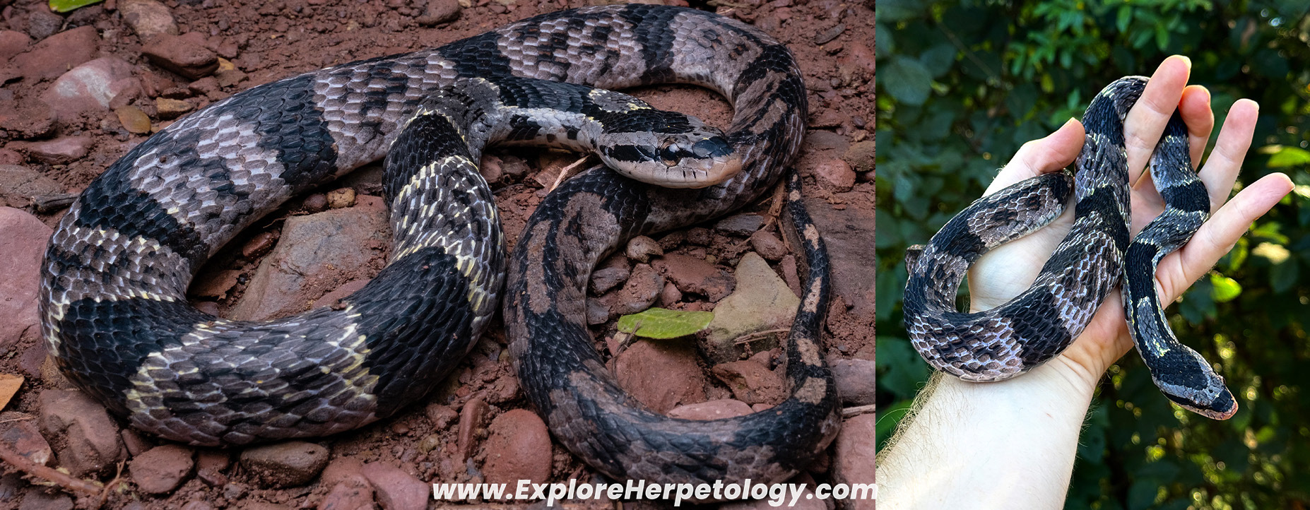 Bamboo false cobra (Pseudoxenodon bambusicola).