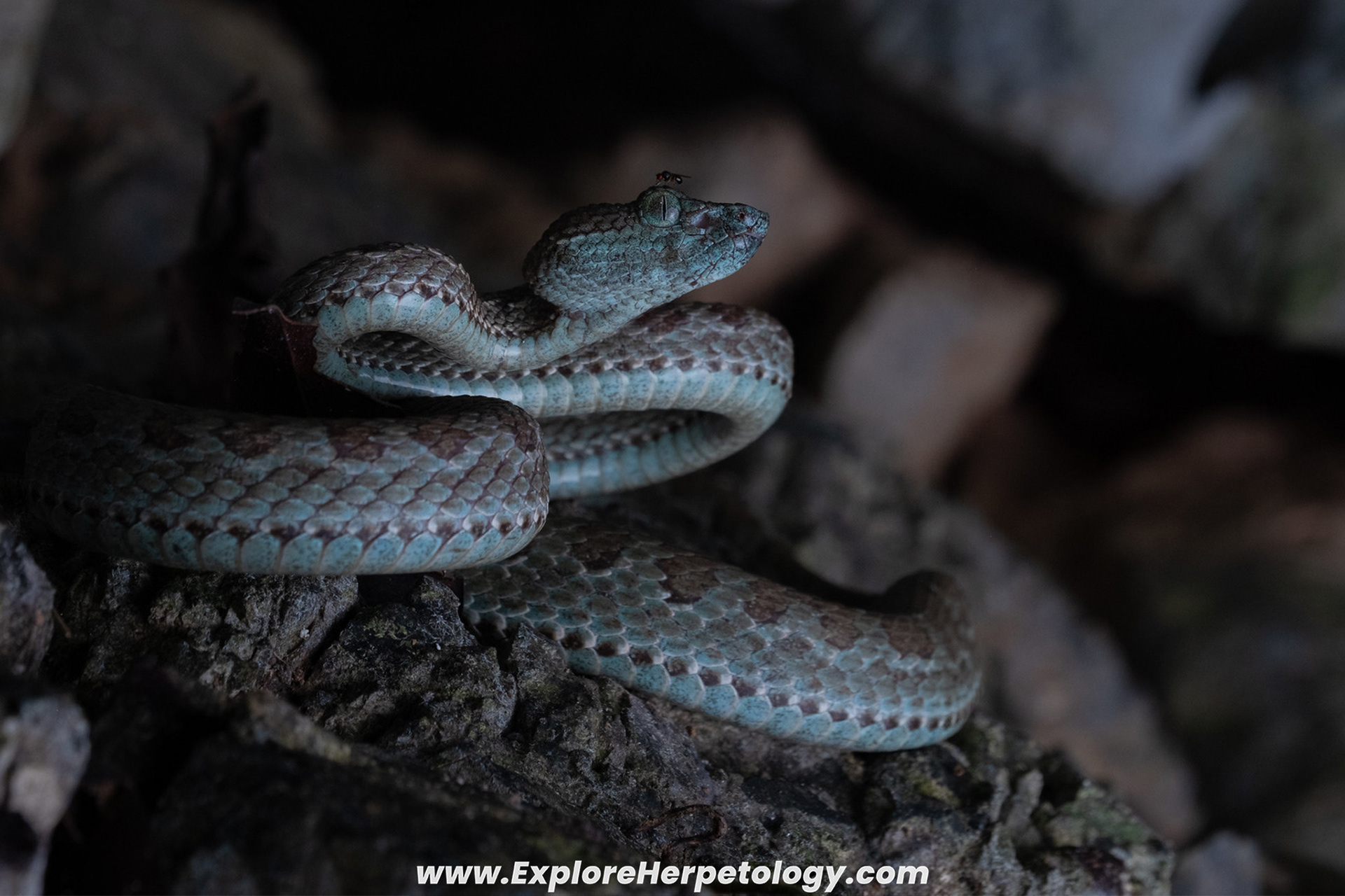 Truong son pit viper (Trimeresurus truongsonensis).