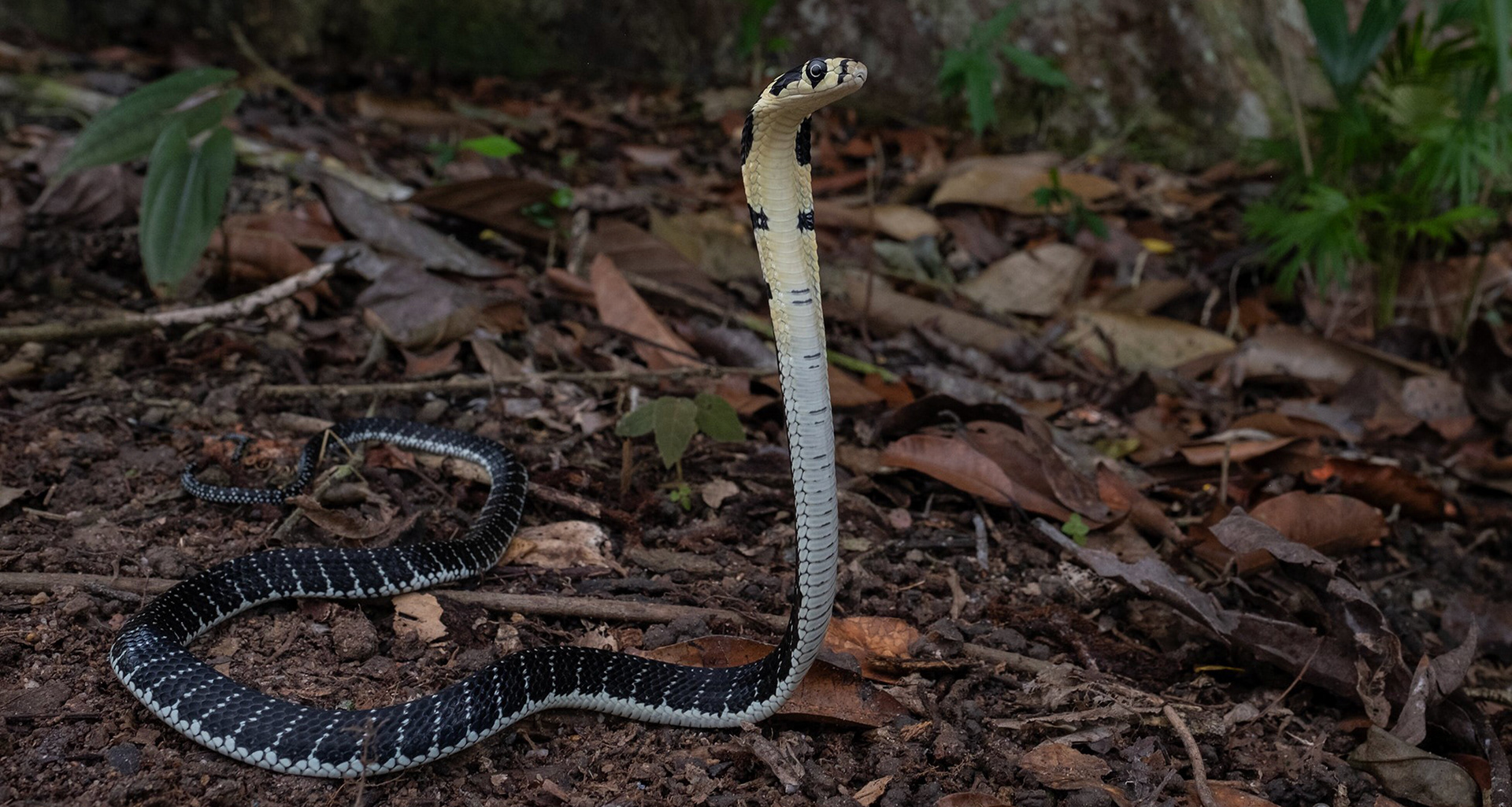 Sunda king cobra (Ophiophagus bungarus).