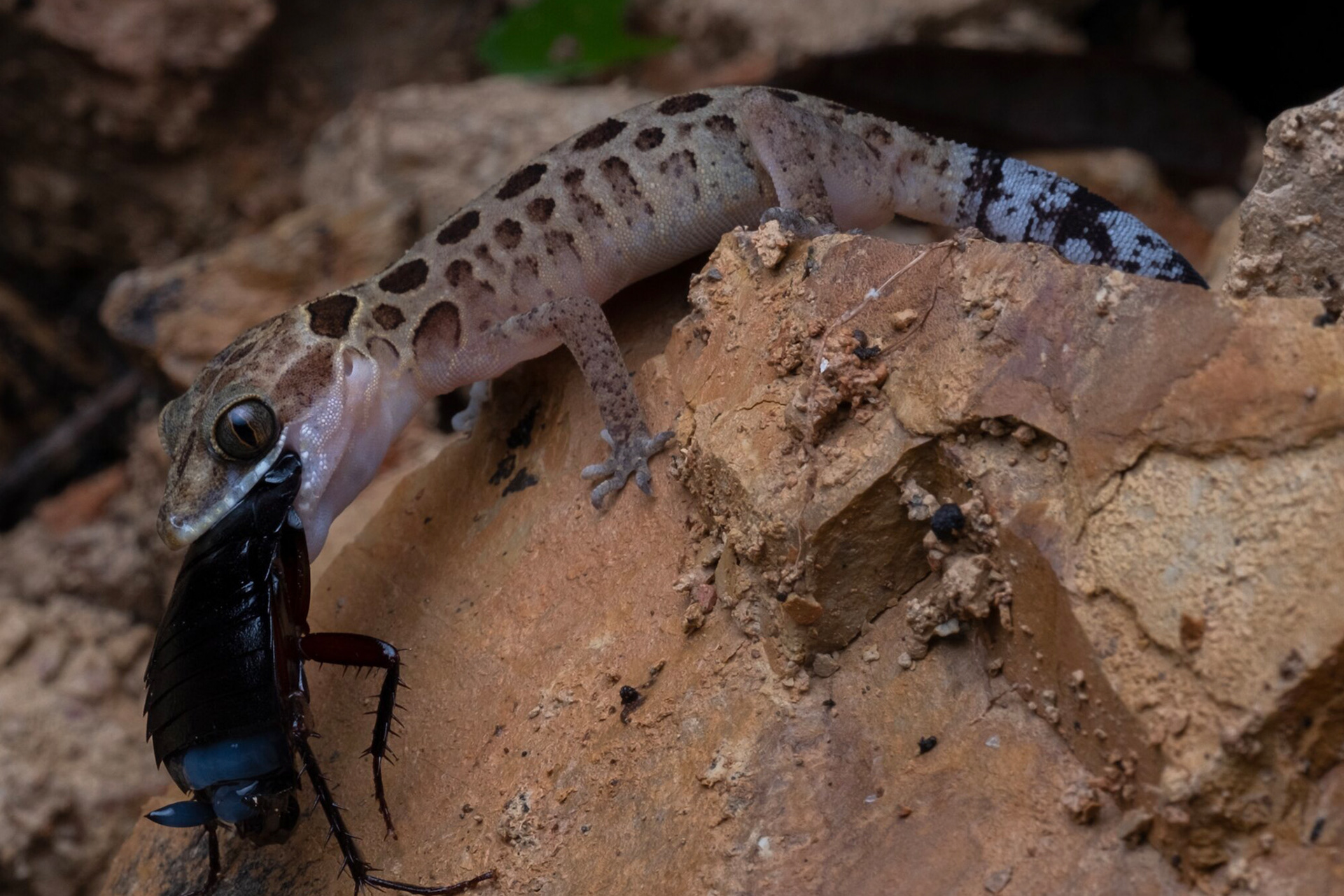 Zebra bent-toed gecko (Cyrtodactylus zebraicus)