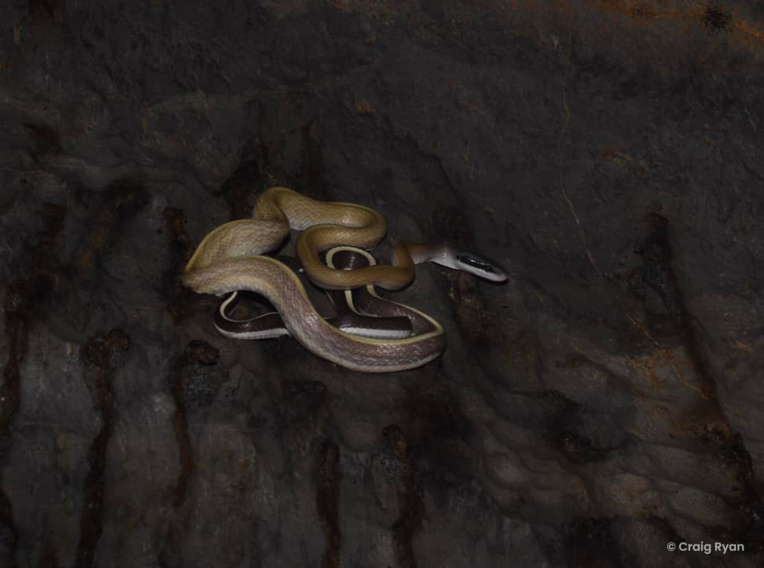 Ridley's cave racer (Elaphe taeniura ridleyi) in-situ
