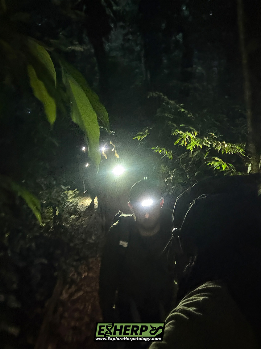 Heading into the jungle after sunset.