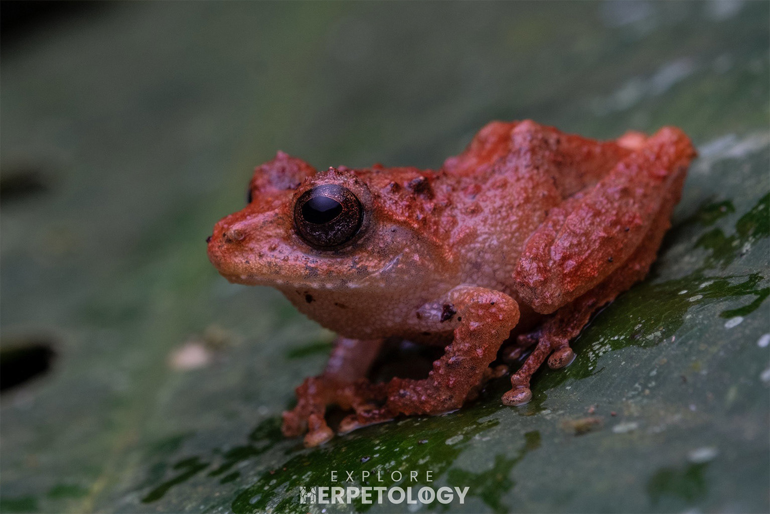 Peter's shrug frog (Philautus pertersi)