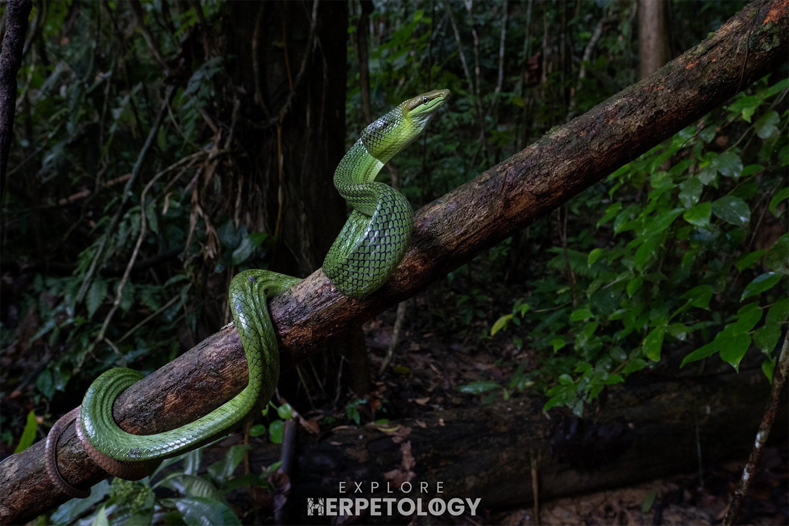 Red-tailed ratsnake (Gonyosoma oxycephalum)