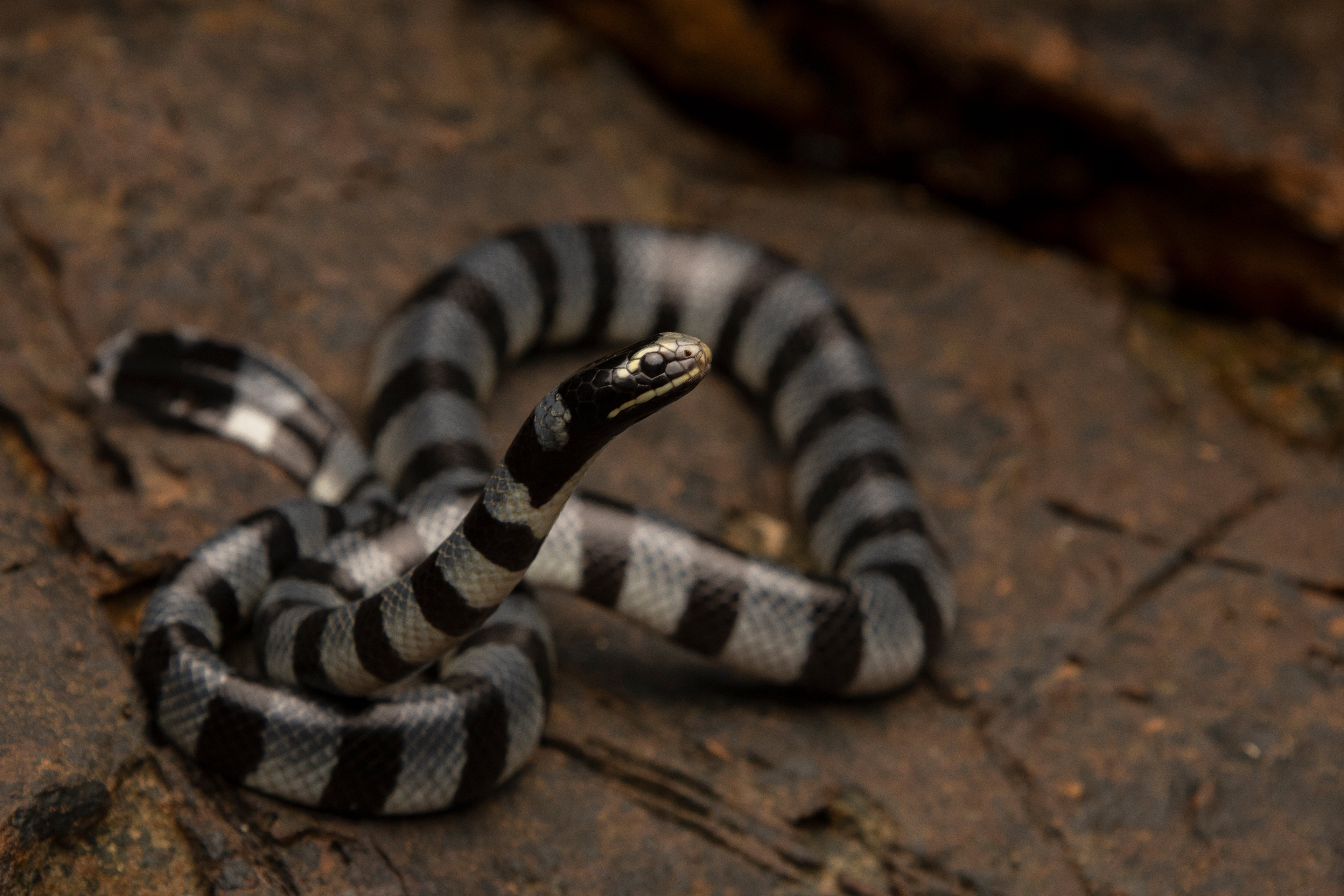 Yellow-lipped sea krait (Laticauda colubrina)
