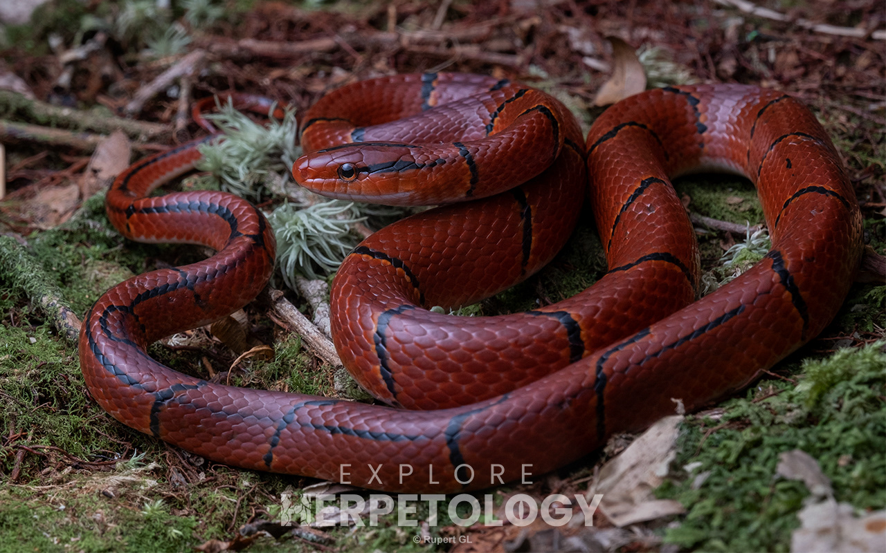 Red bamboo ratsnake (Oreocryptophis porphyracea)