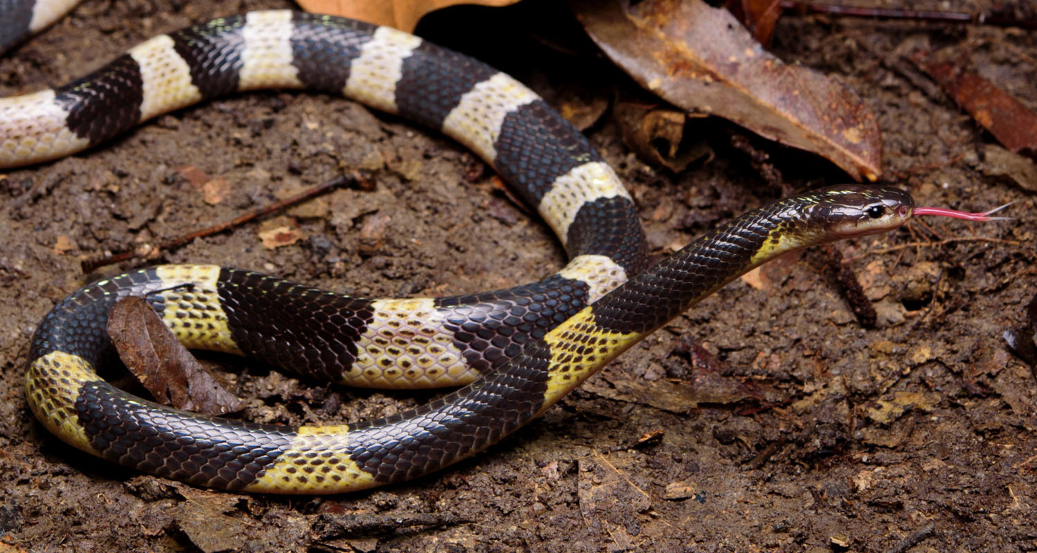 Malayan krait (Bungarus candidus)