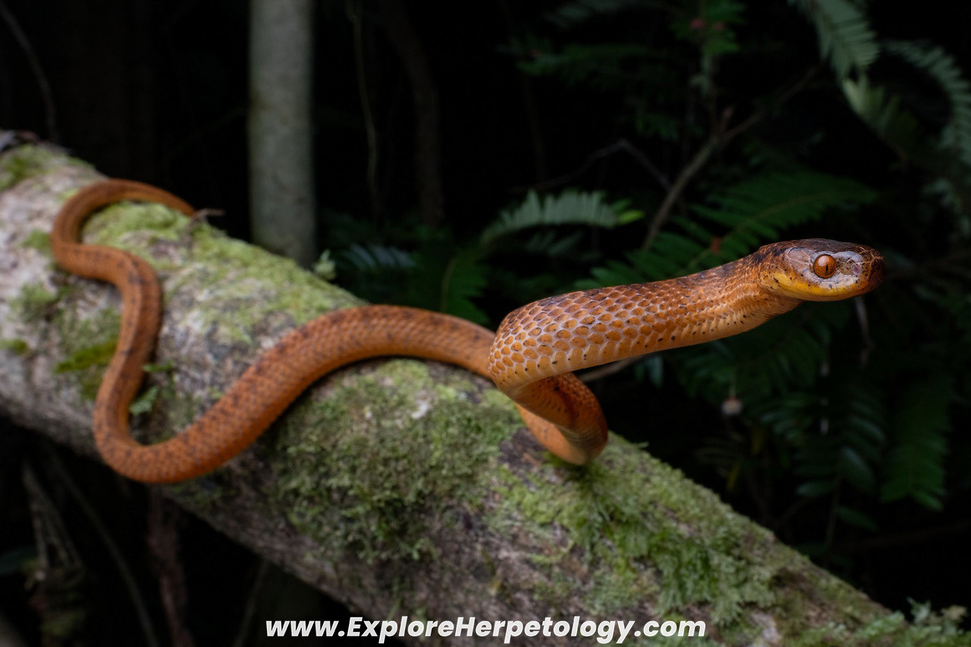 Yunnan slug snake (Pareas yunnanensis).