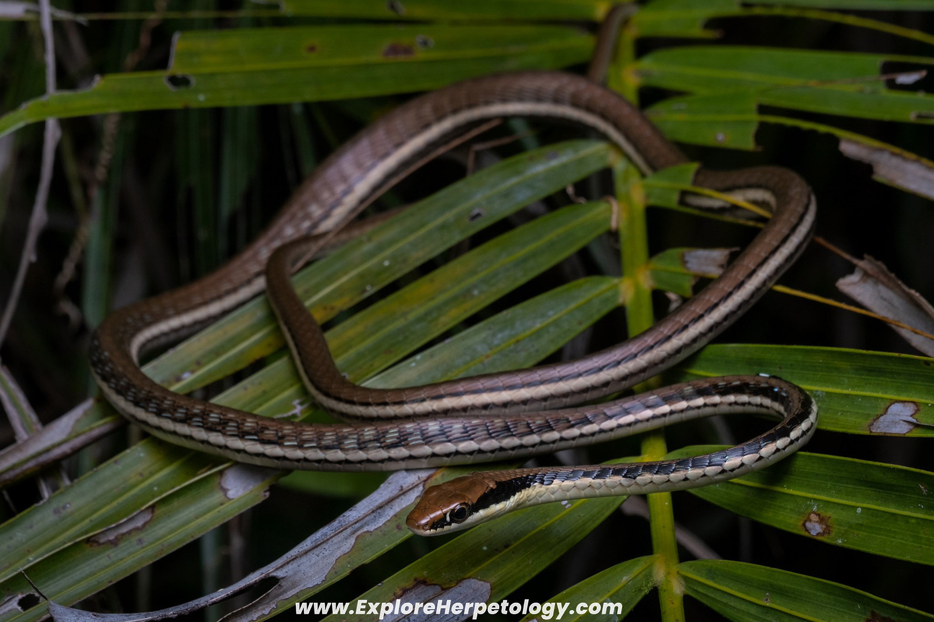 Painted bronzeback (Dendrelaphis pictus).