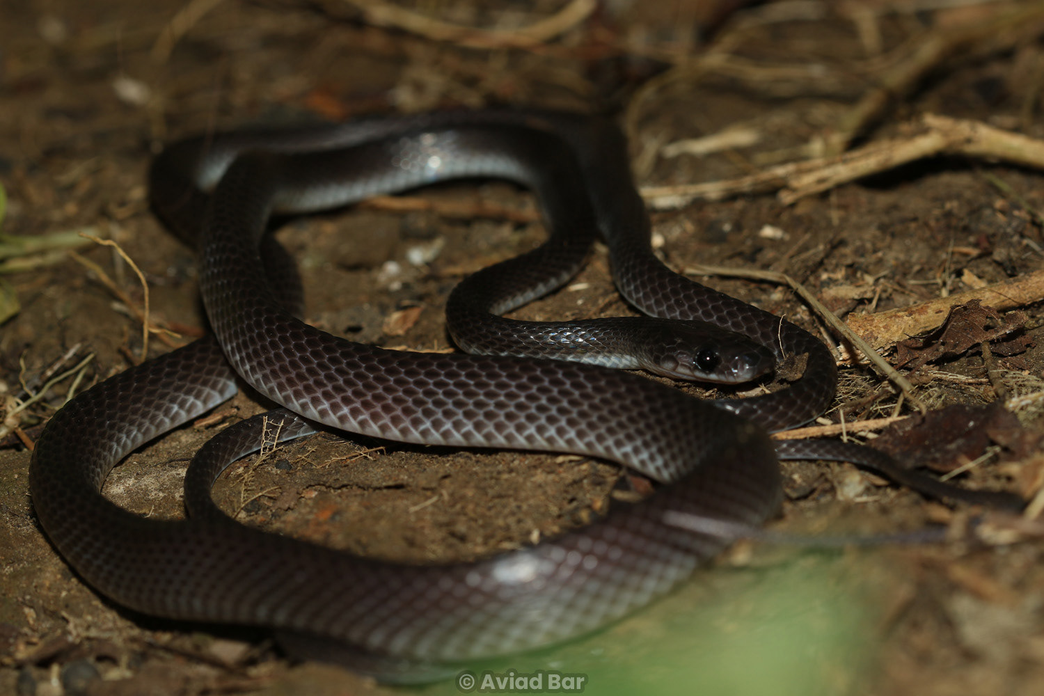 Dusky wolf snake (Lycodon albofuscus).