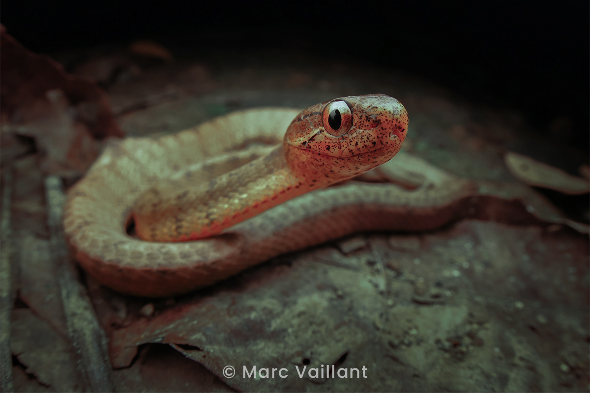 Keeled slug snake (Pareas carinatus).