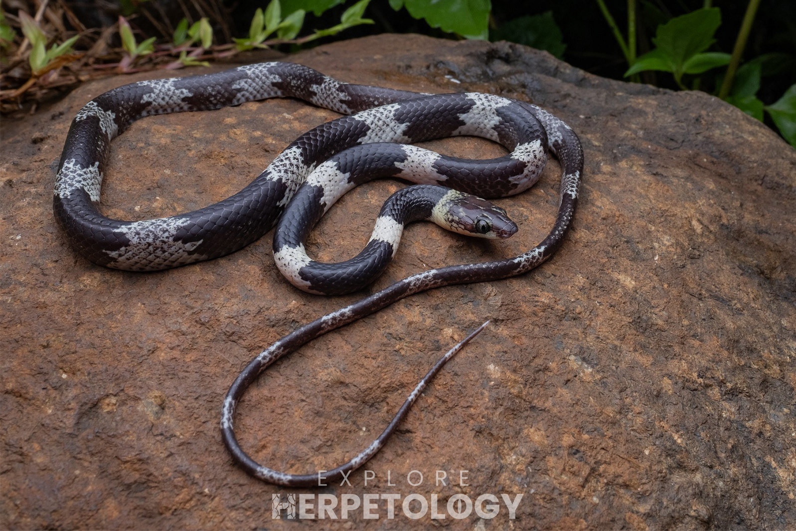 Dumeril's wolf snake (Lycodon dumerilii).