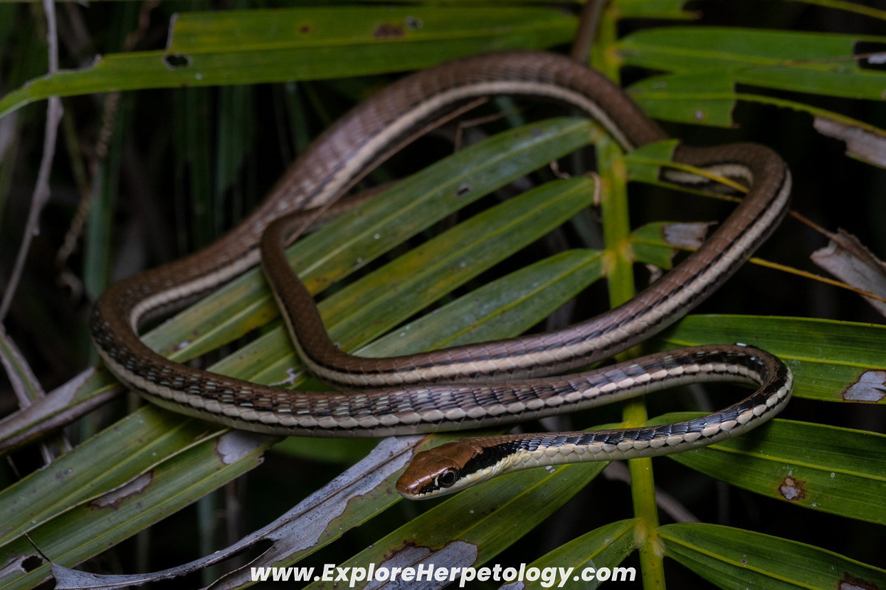Painted bronzeback (Dendrelaphis pictus).