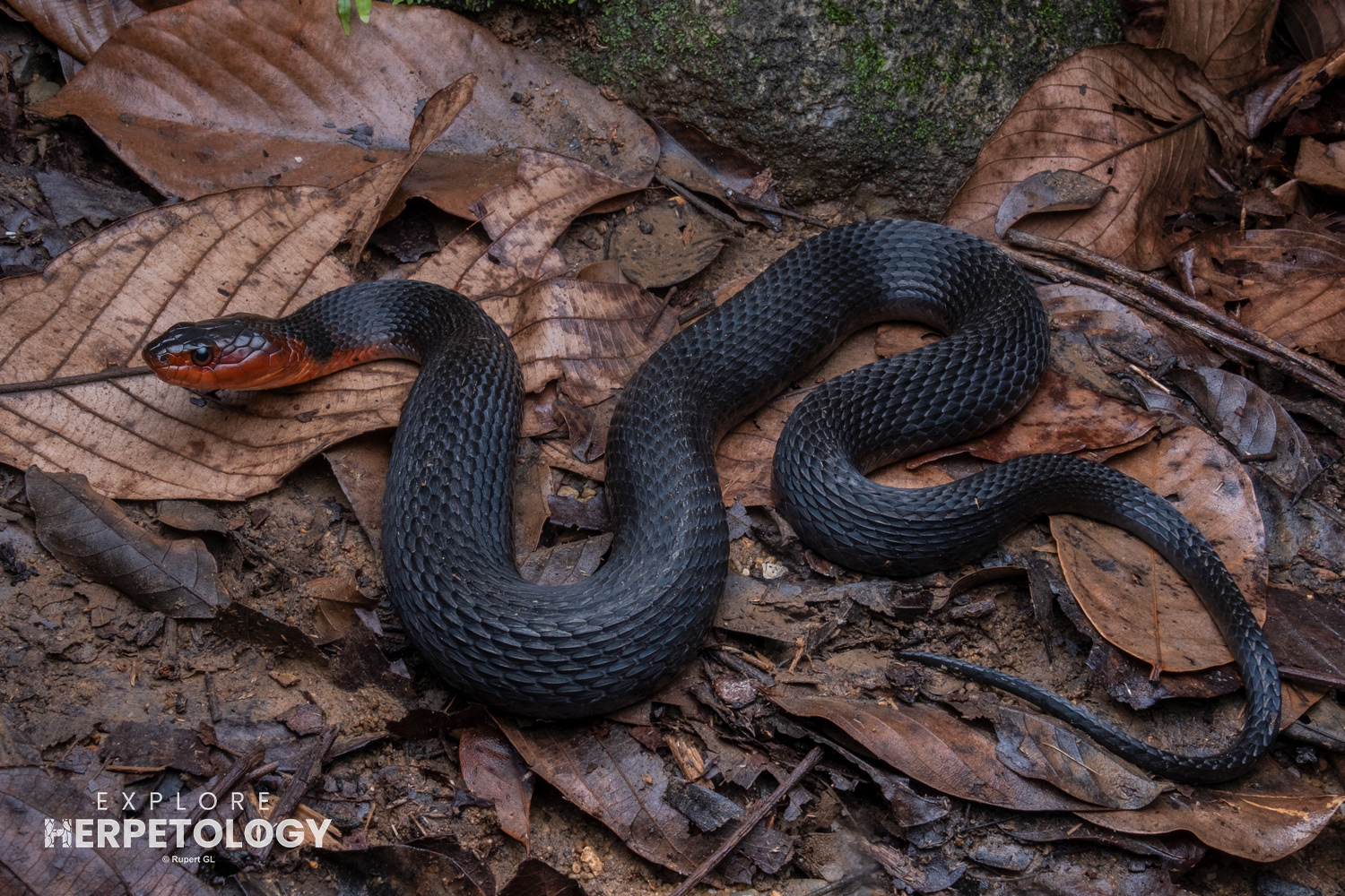 Adult Orange-lipped keelback (Rhabdophis flaviceps).