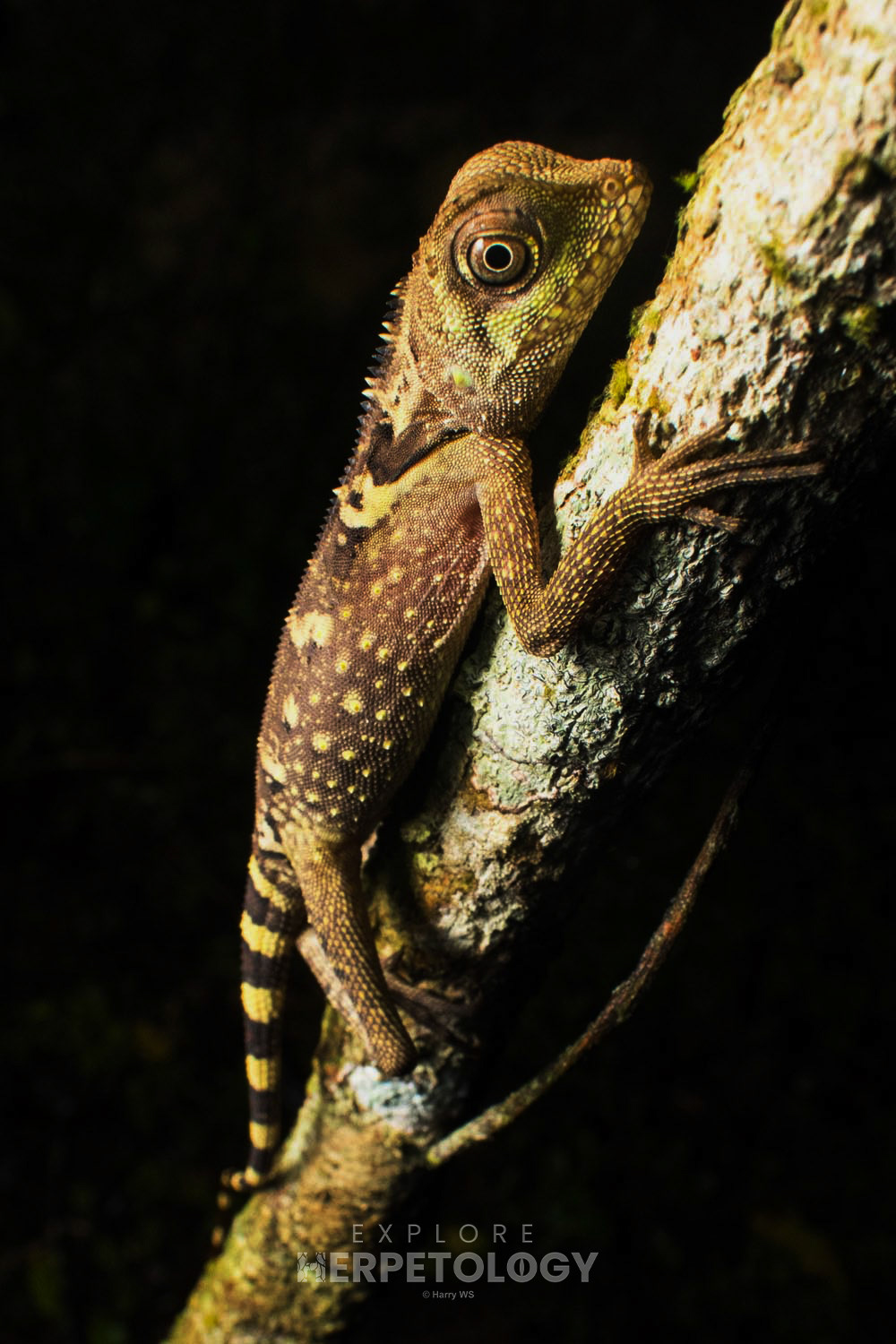 Bell's angle-headed lizard (Gonocephalus belli)
