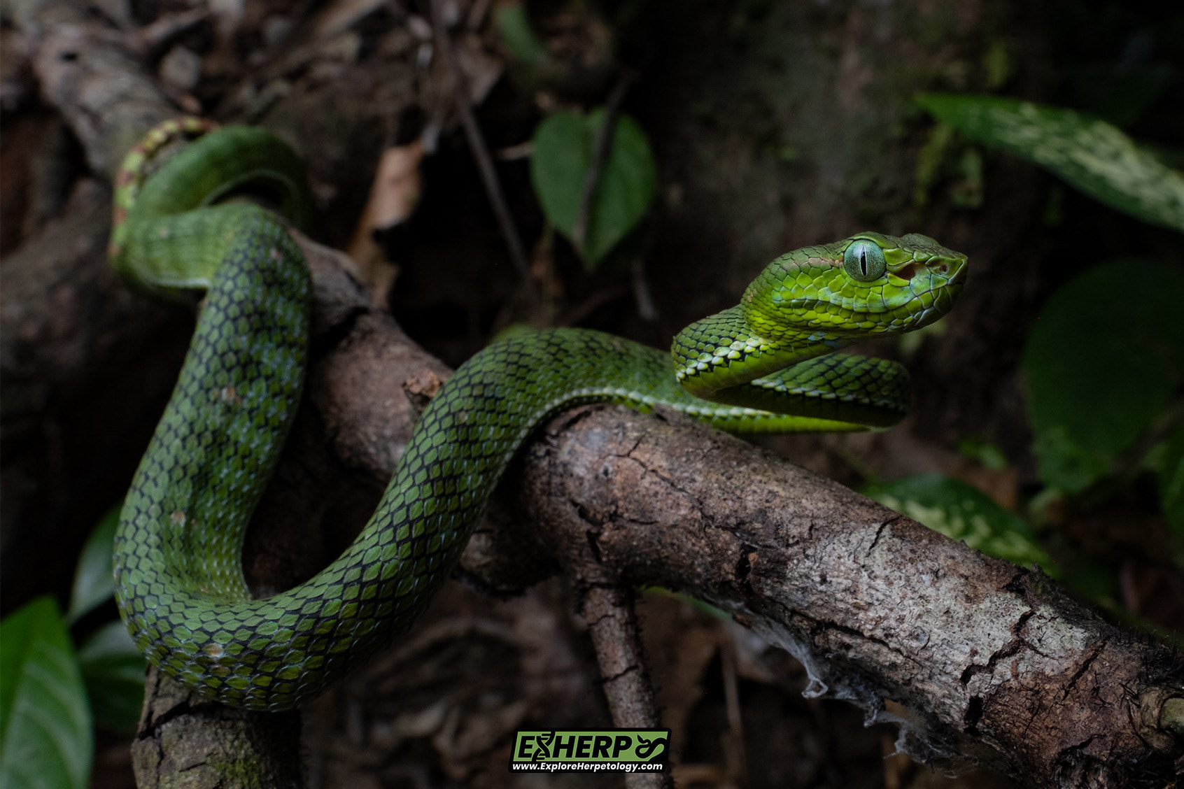 Hagen's pit viper (Trimeresurus hageni).