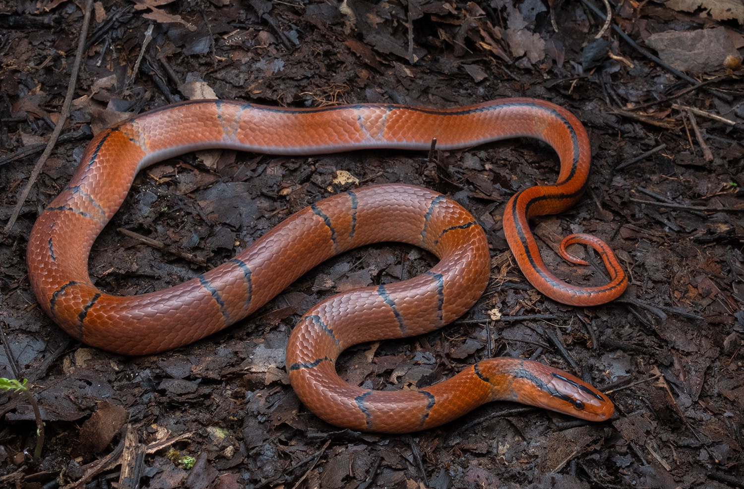 Yunnan red bamboo ratsnake (Oreocryptophis porphyracea pulchra).