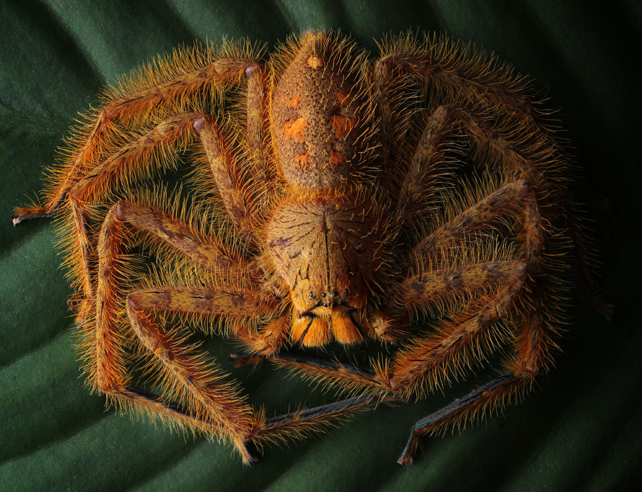 David Bowie's huntsman spider (Heteropoda davidbowie)