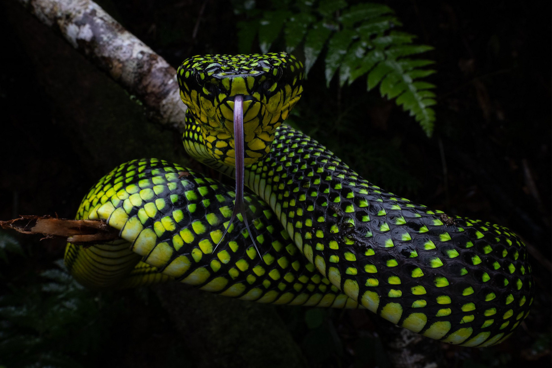 Malcolm's pit viper (Trimeresurus malcolmi).