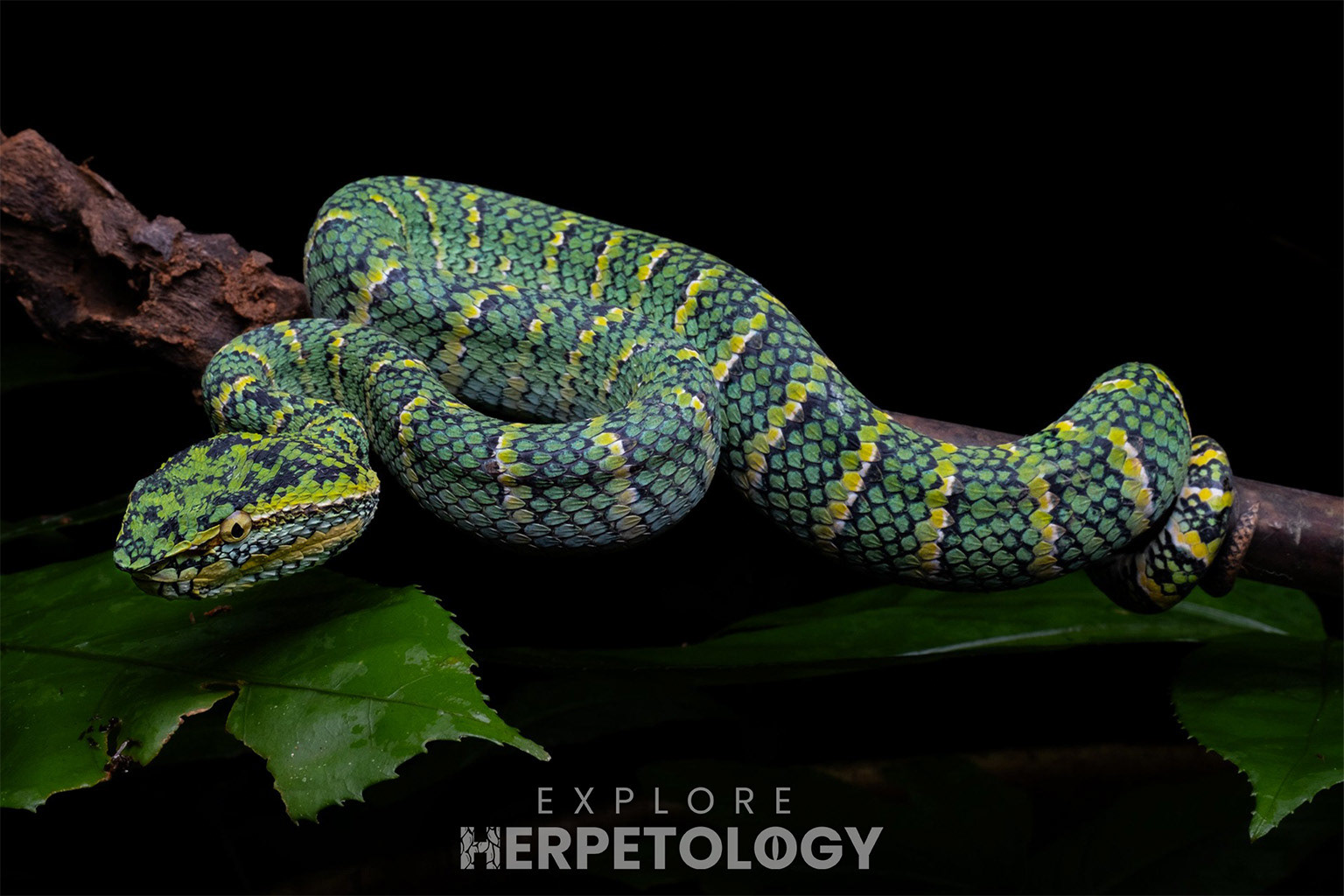 Wagler's pit viper (Tropidolaemus wagleri)