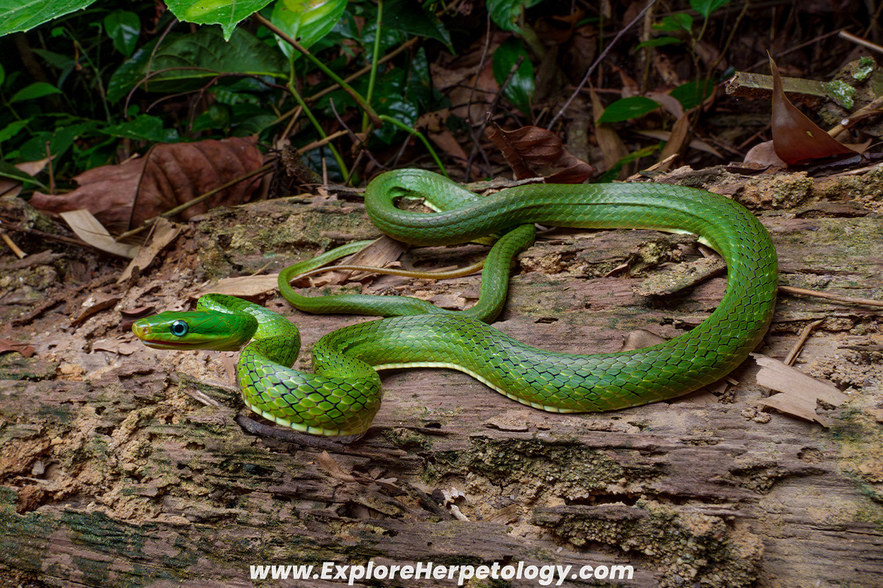Blue-eyed bamboo ratsnake (Gonyosoma coeruleum).