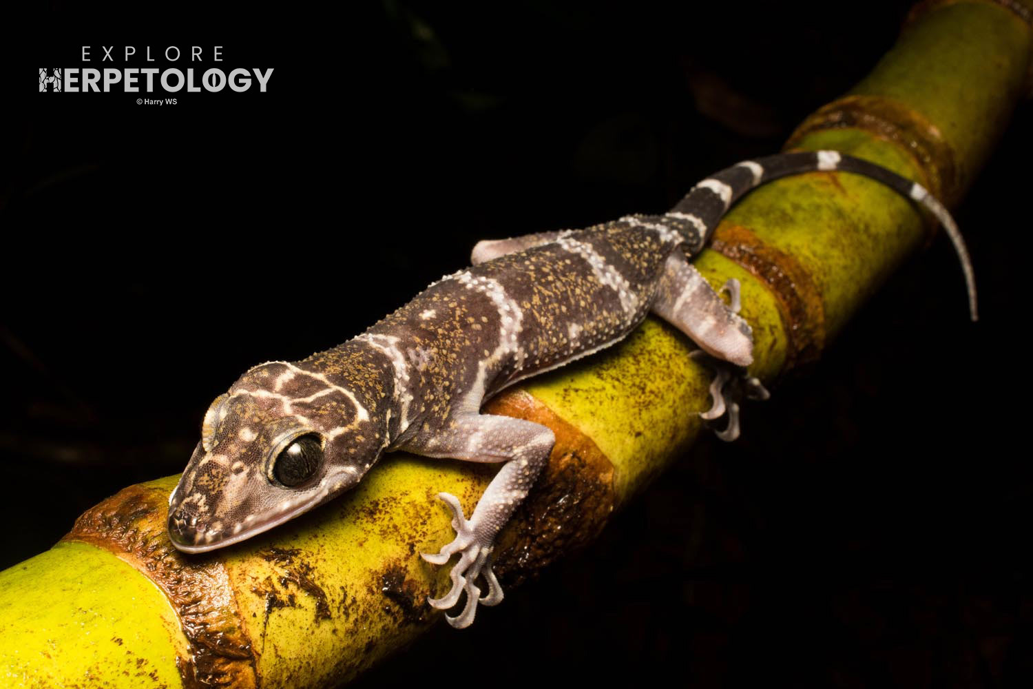 Peter's bent-toed gecko (Cyrtodactylus consobrinus)