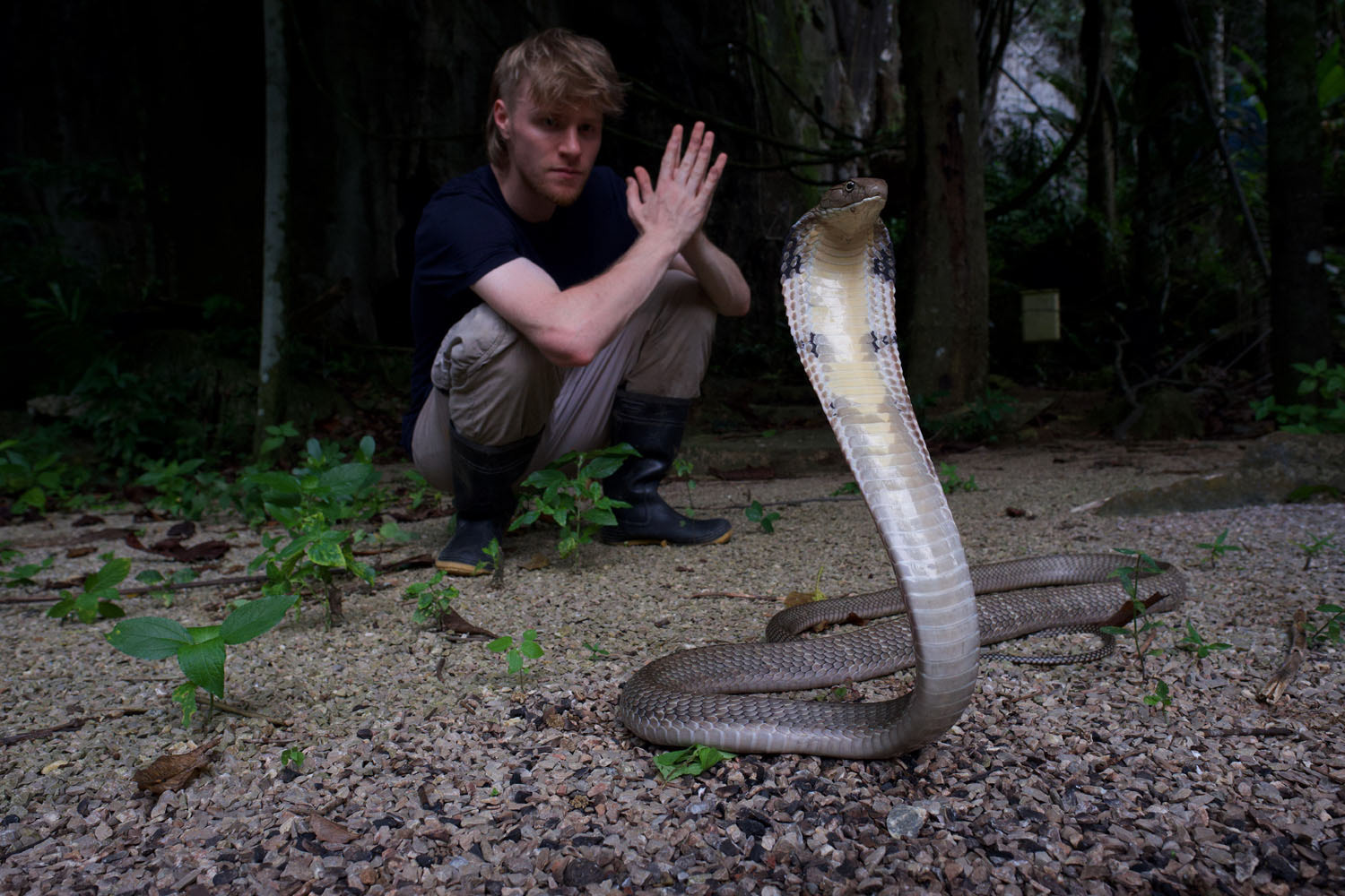 The king cobra (Ophiophagus hannah) found in August 2023