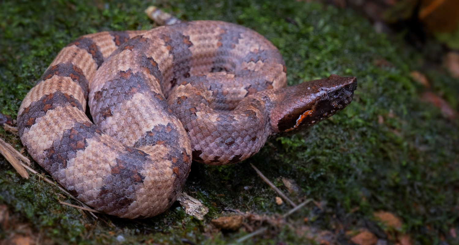 Chasen's mountain pit viper (Garthius chaseni).