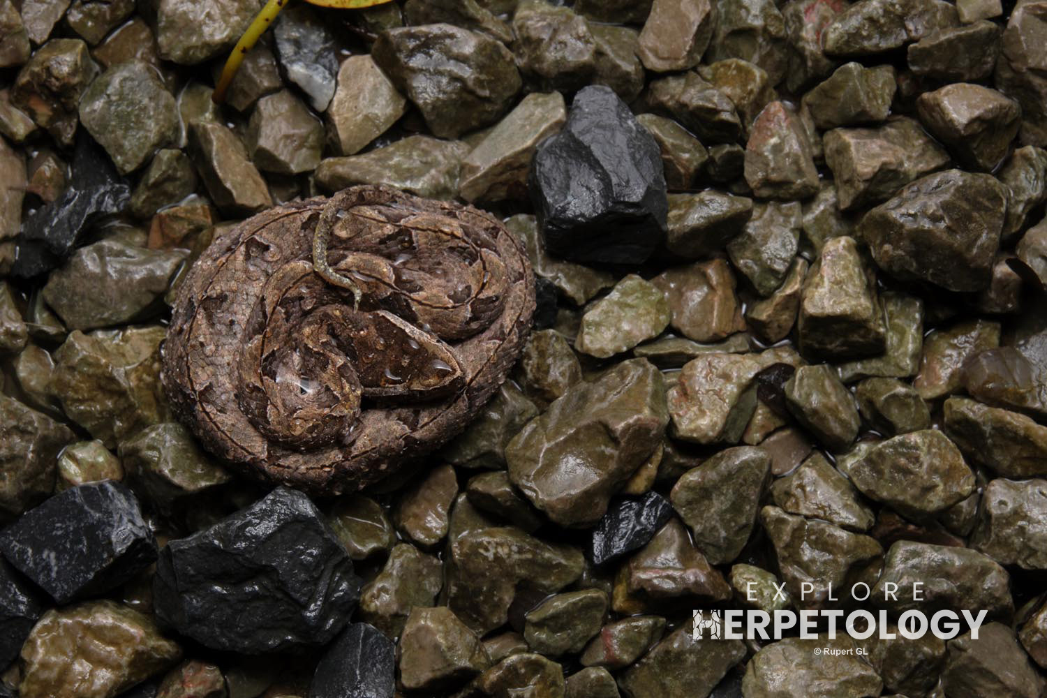 Malayan pit-viper (Calloselasma rhodostoma)