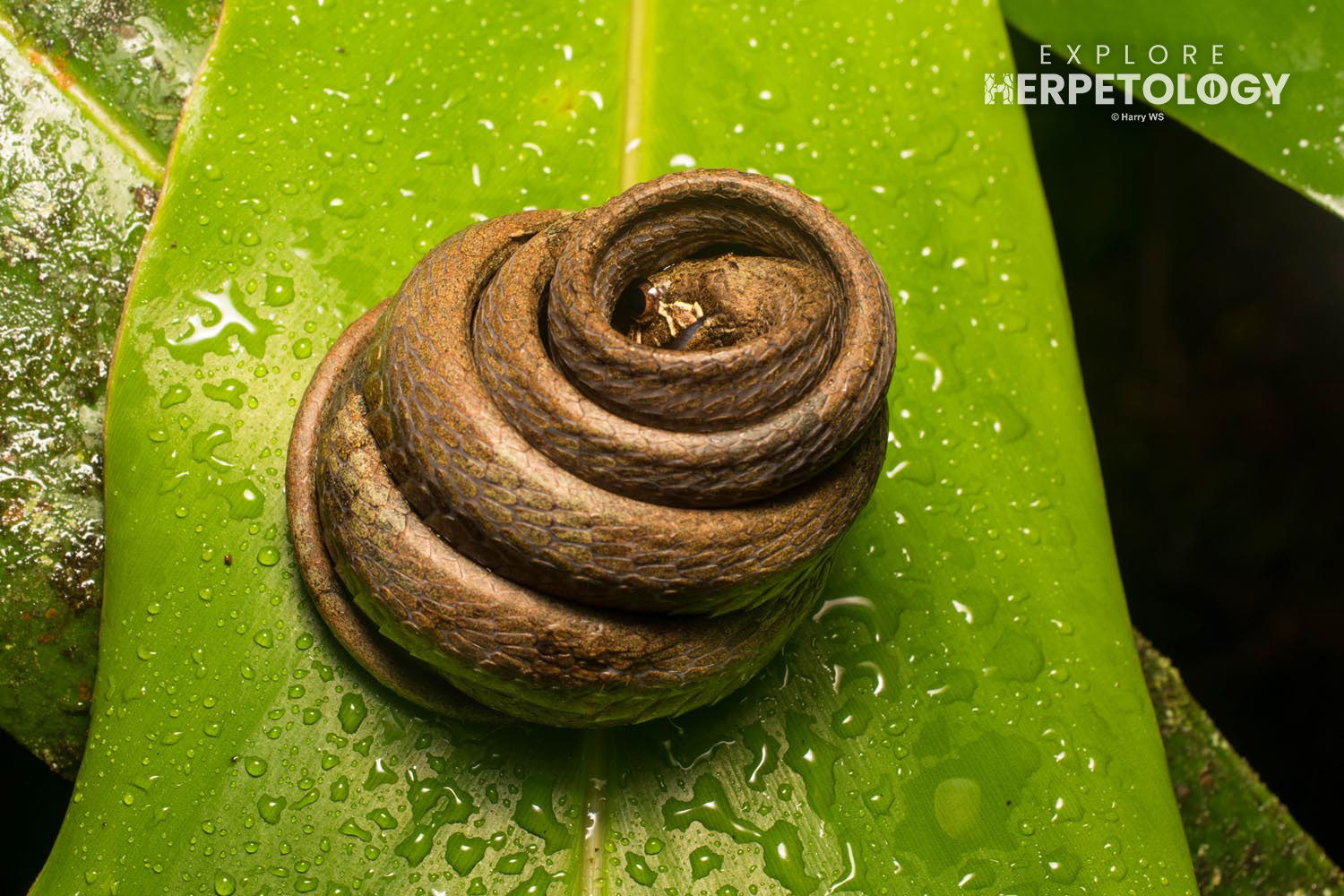 Blunt-headed slug snake (Aplopeltura boa)