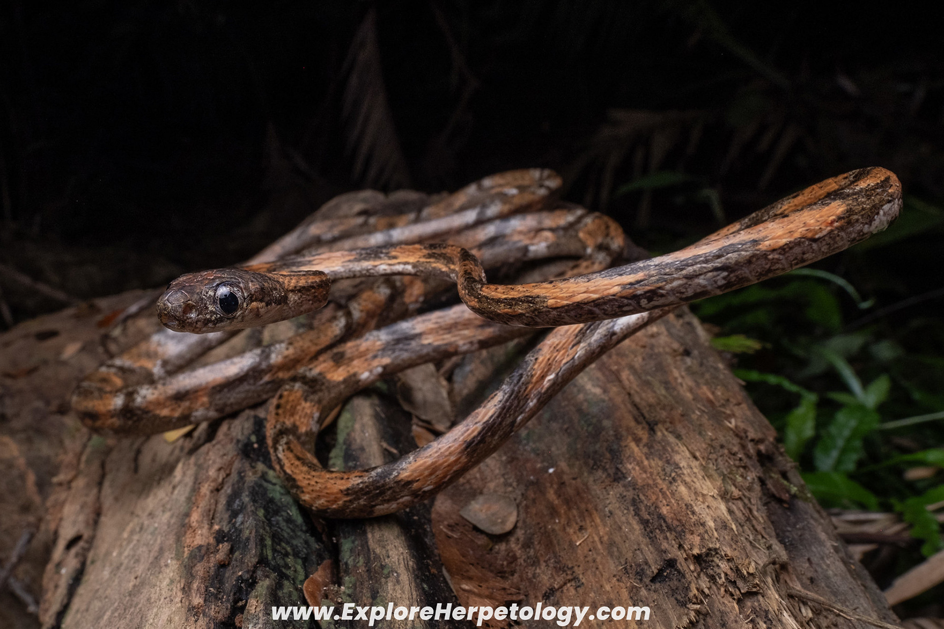 Leyte cat snake (Boiga angulata).