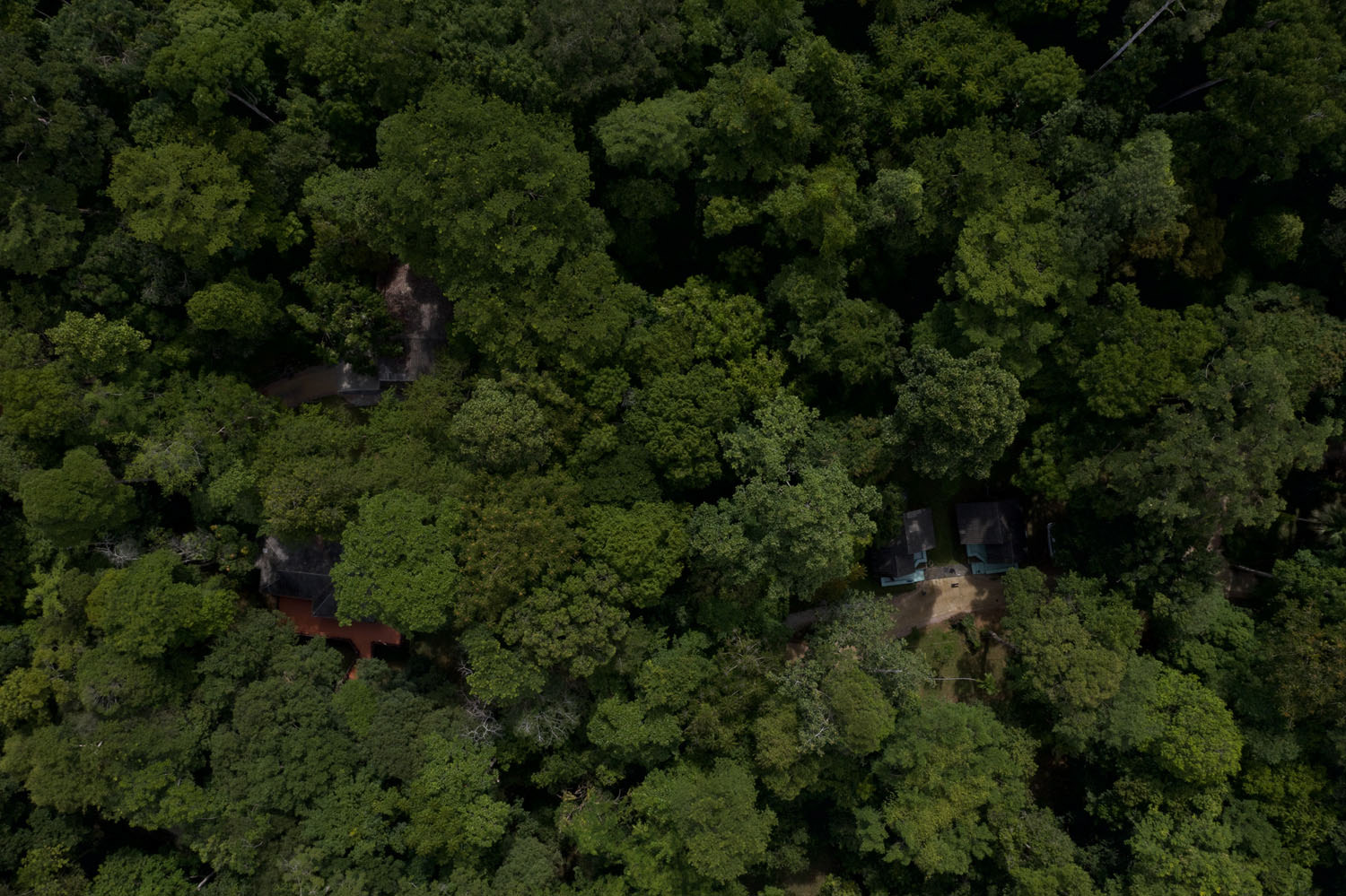 Our bungalows are barely visible amongst tall dipterocarp trees.