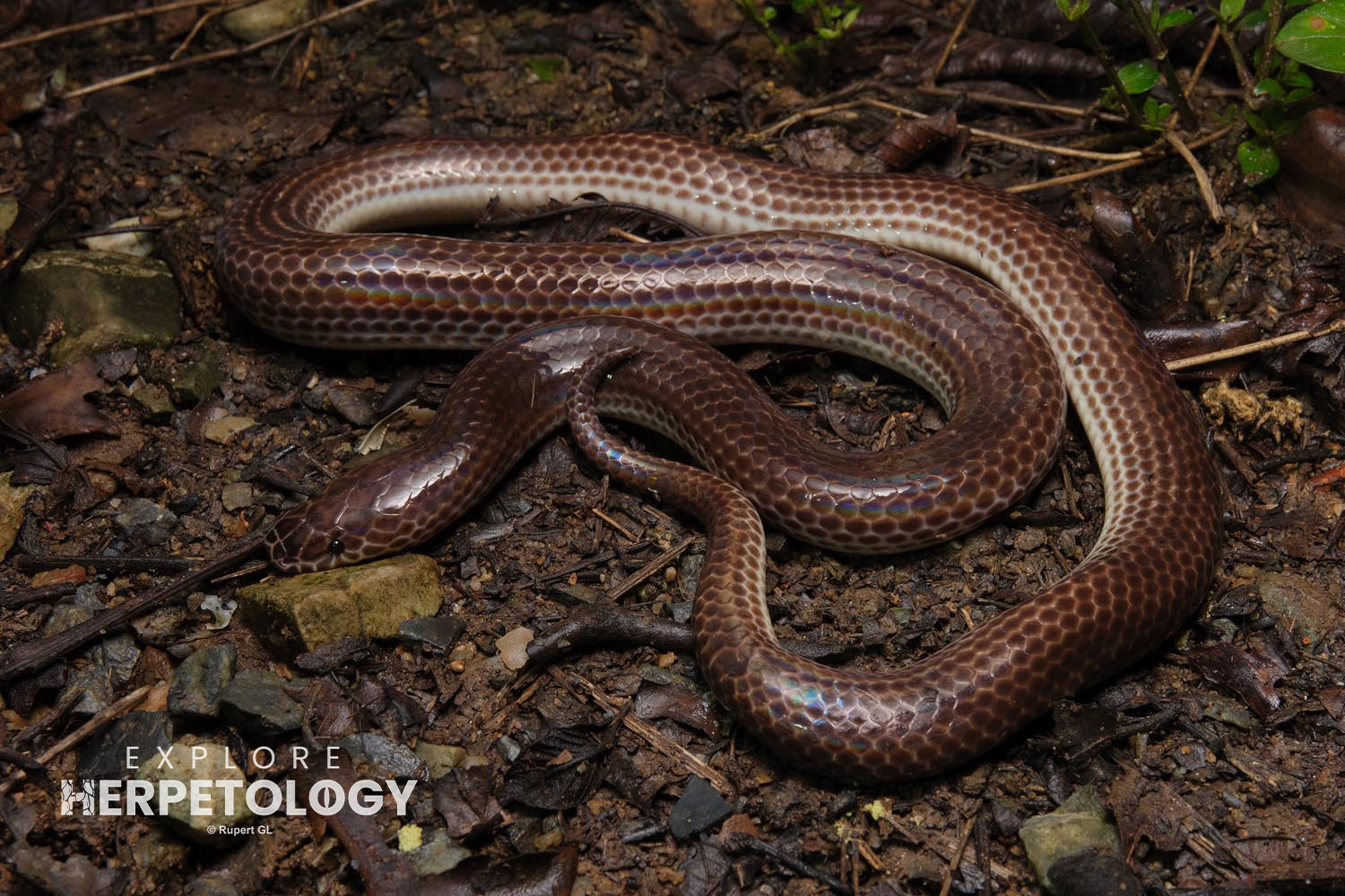 Sunbeam snake (Xenopeltis unicolor)