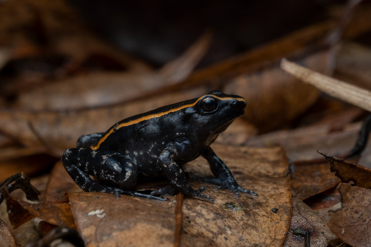 Nazgul's frog (Abavorana nazgul).