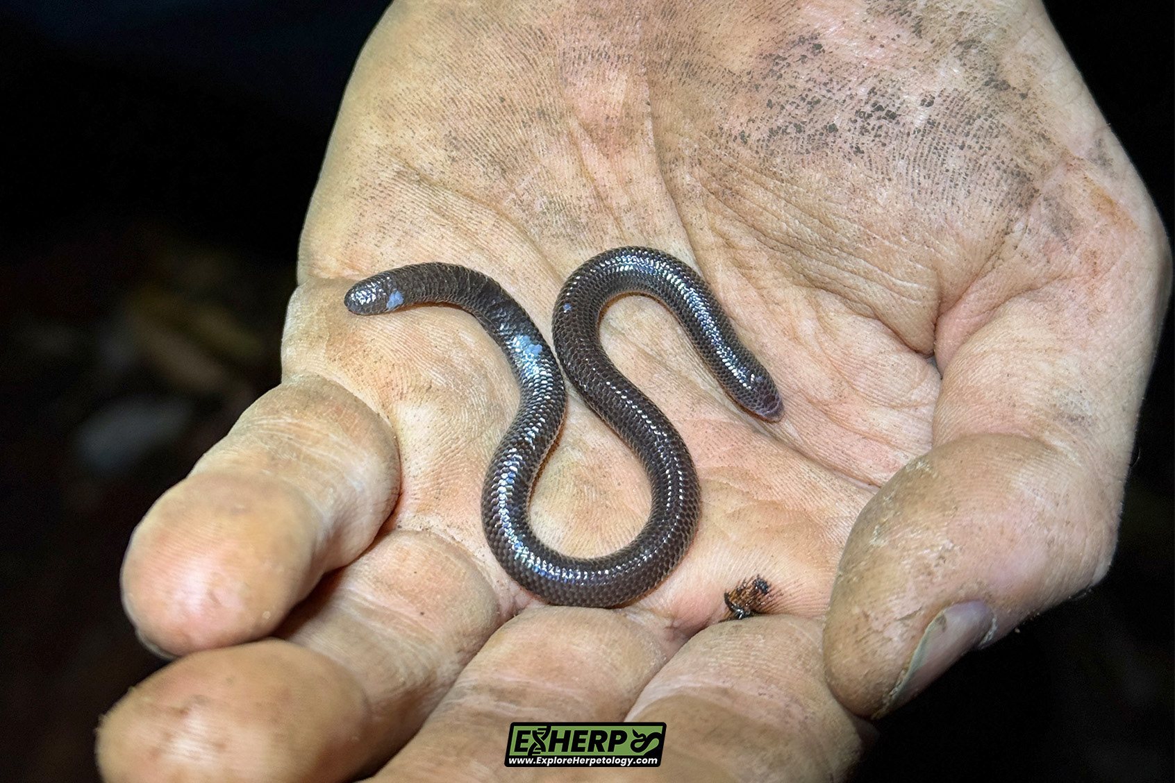 Worm lizard (Dibamus sp.)