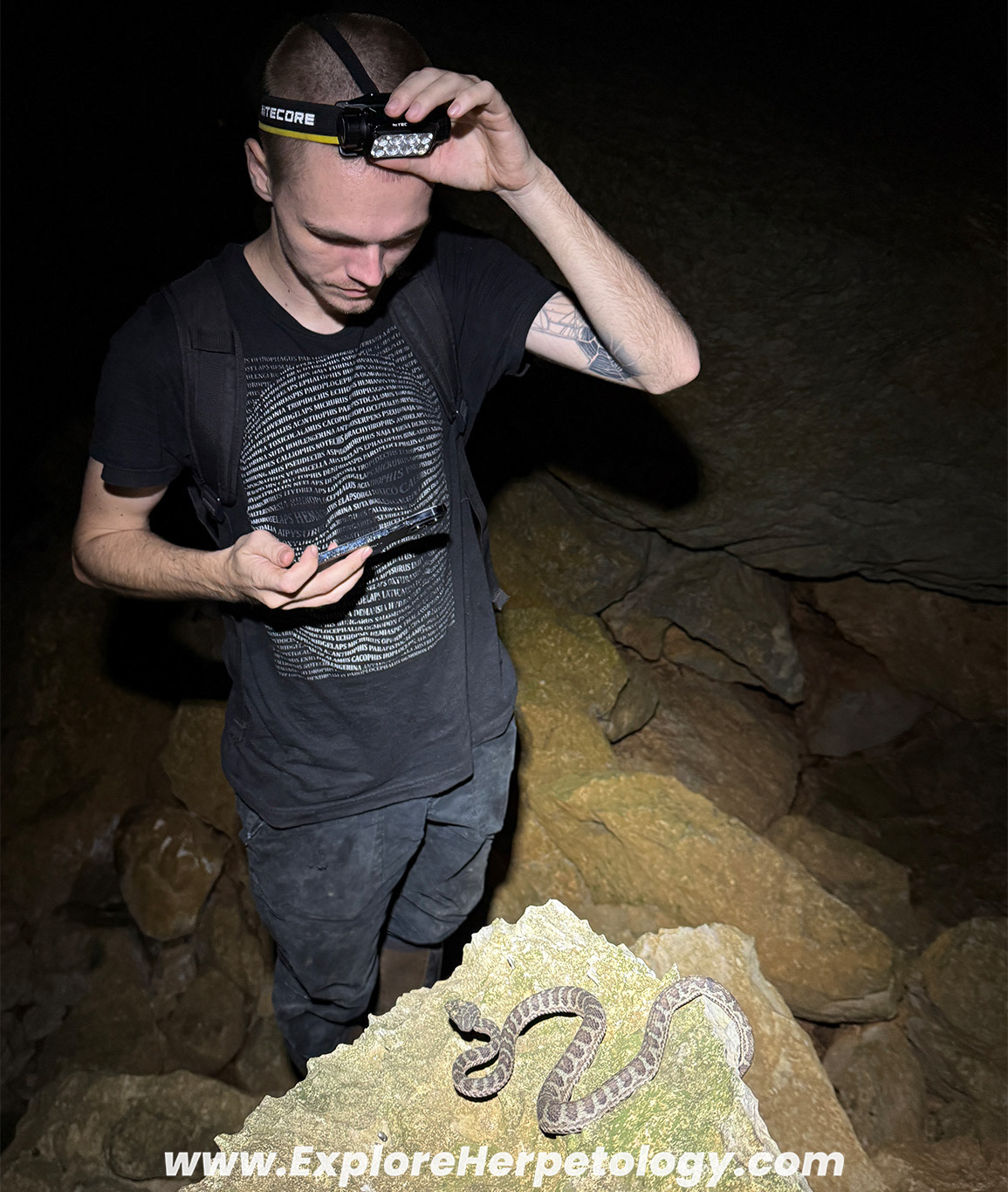 Truong Son pit viper (Trimeresurus truongsonensis)