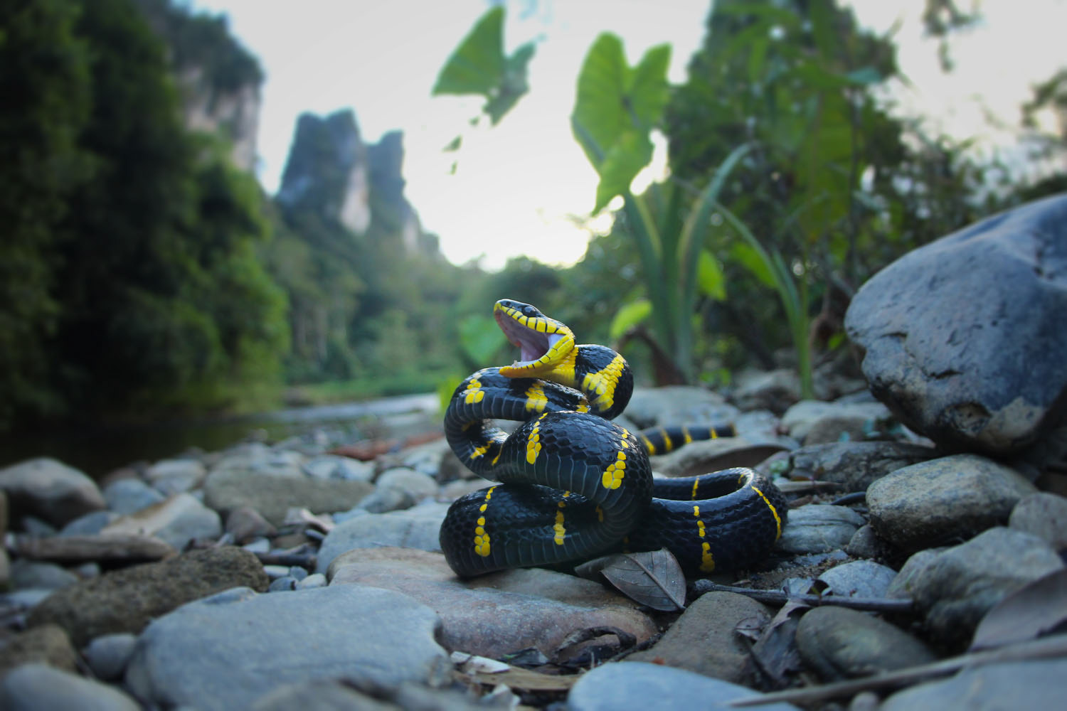 Mangrove snake (Boiga melanota)