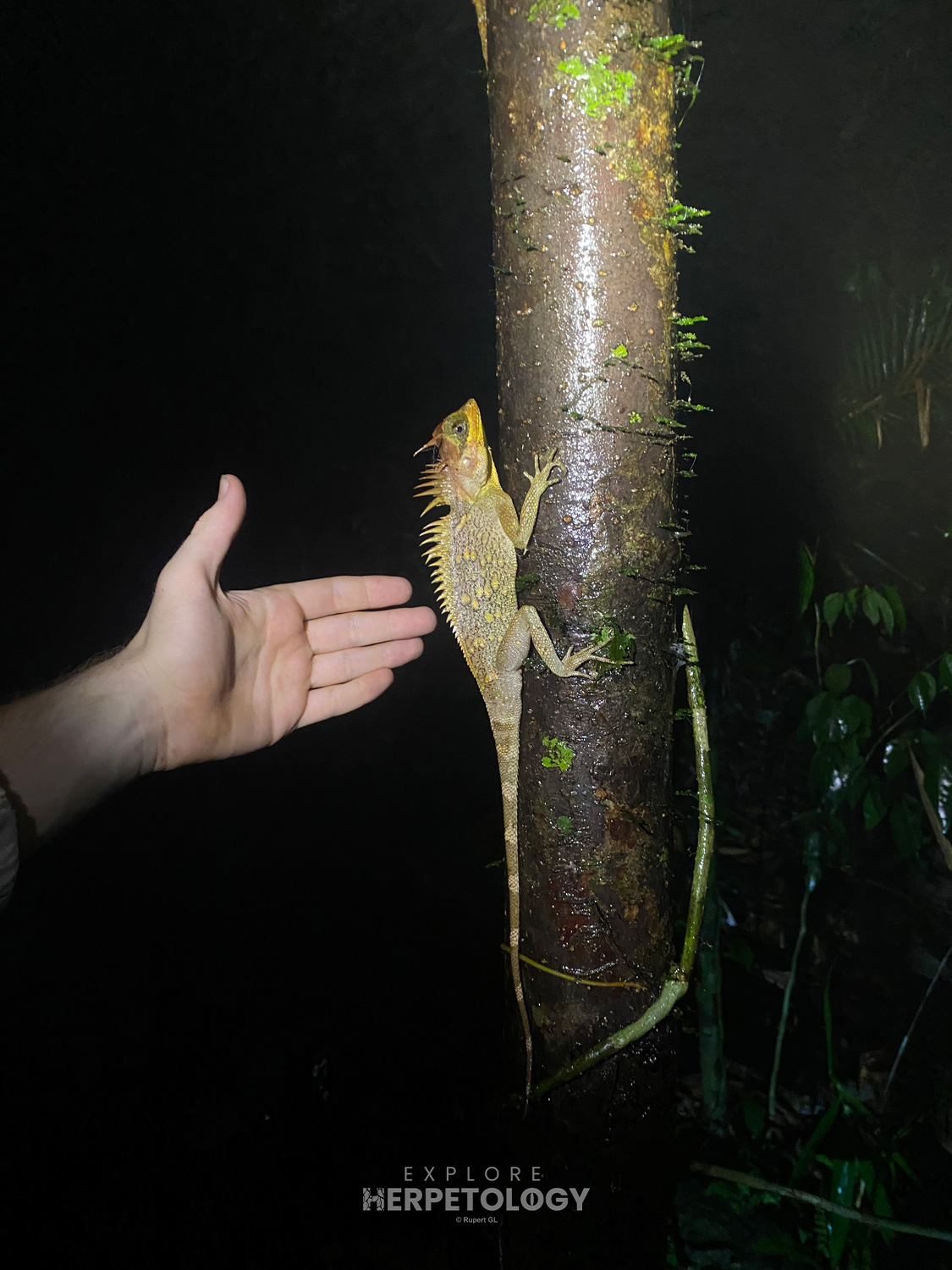 Cardamom horned dragons (Acanthosaura cardamomensis).