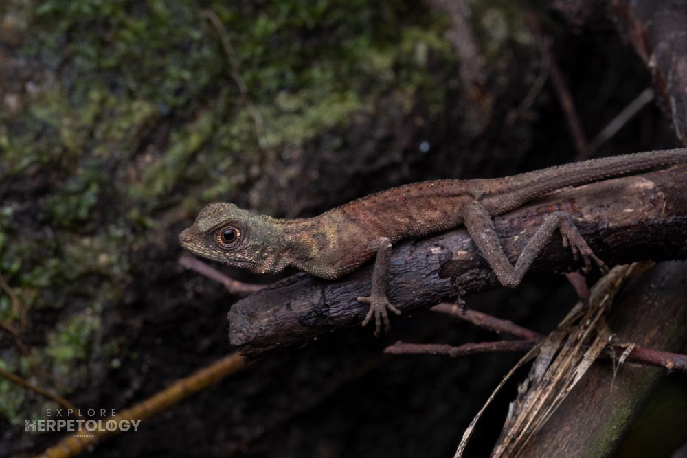 Earless agamid (Aphaniotis fusca)
