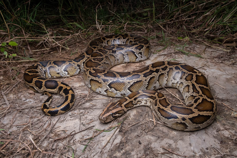 Burmese python (Python bivittatus) from central Thailand.