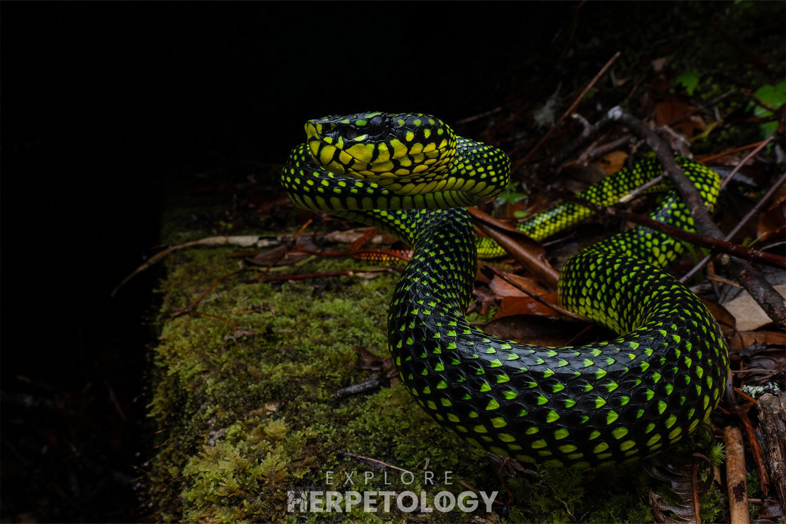 Male Malcolm's pit viper.