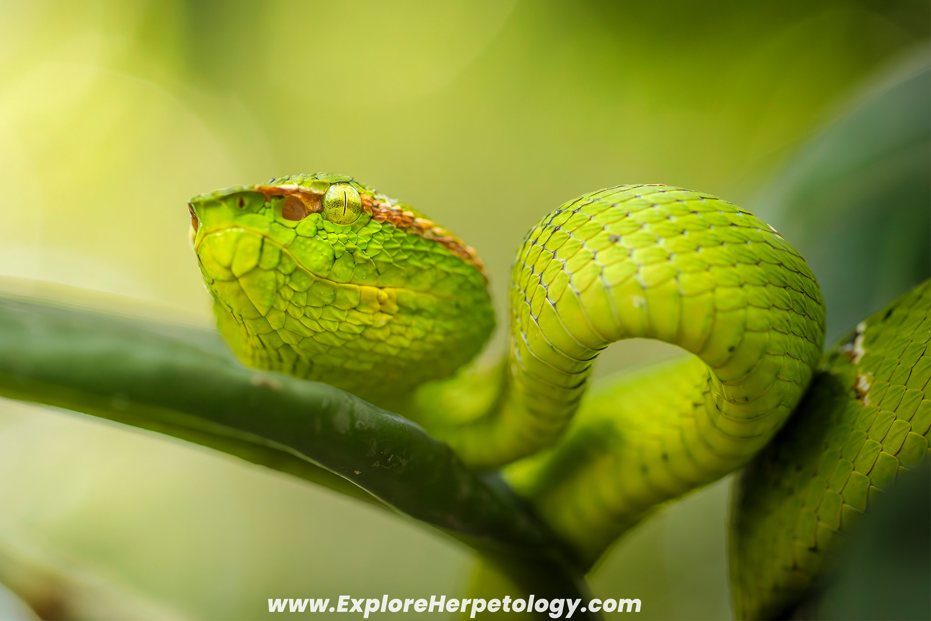 Wagler's pit viper (Tropidolaemus wagleri).