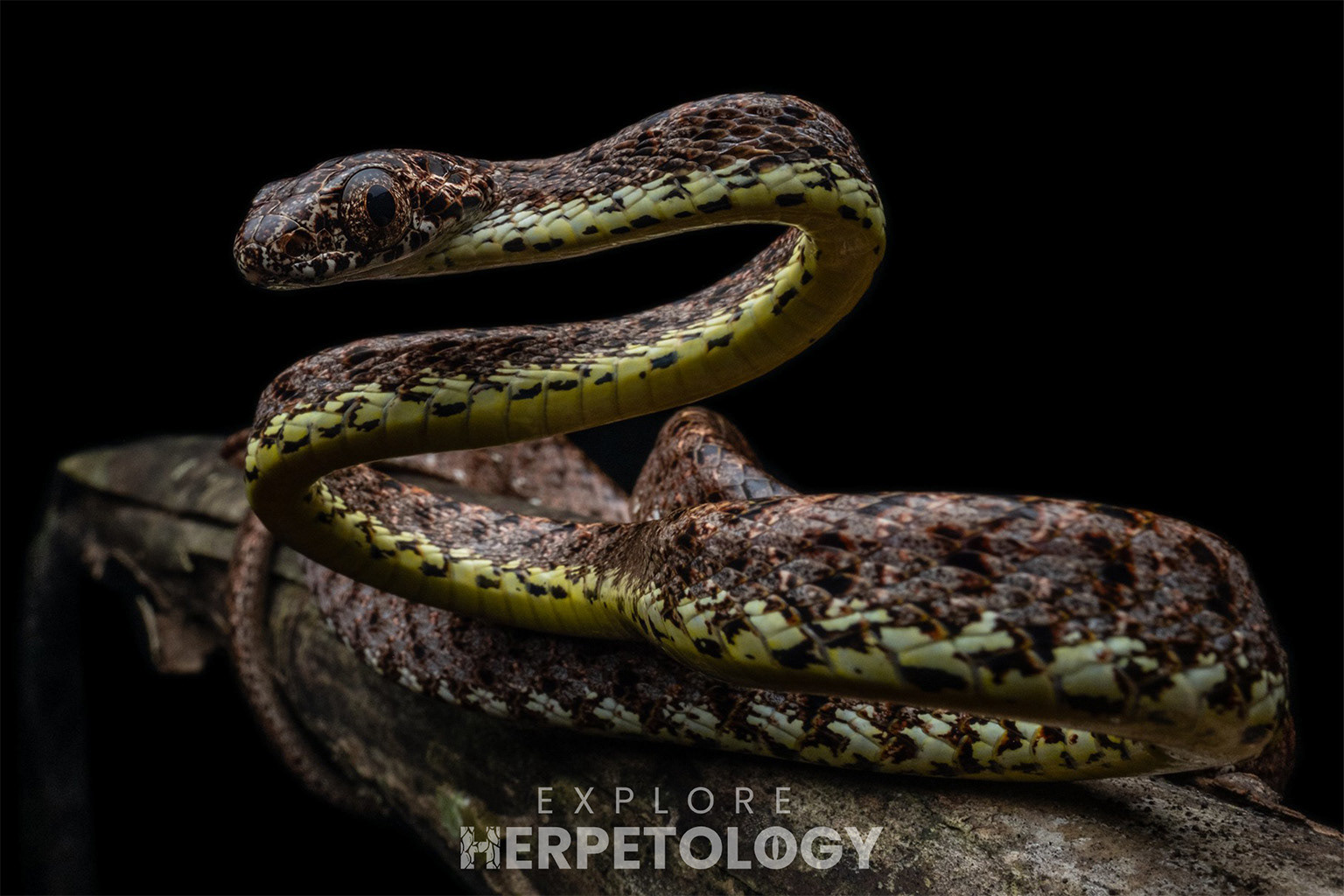 Jasper cat snake (Boiga jaspidea).