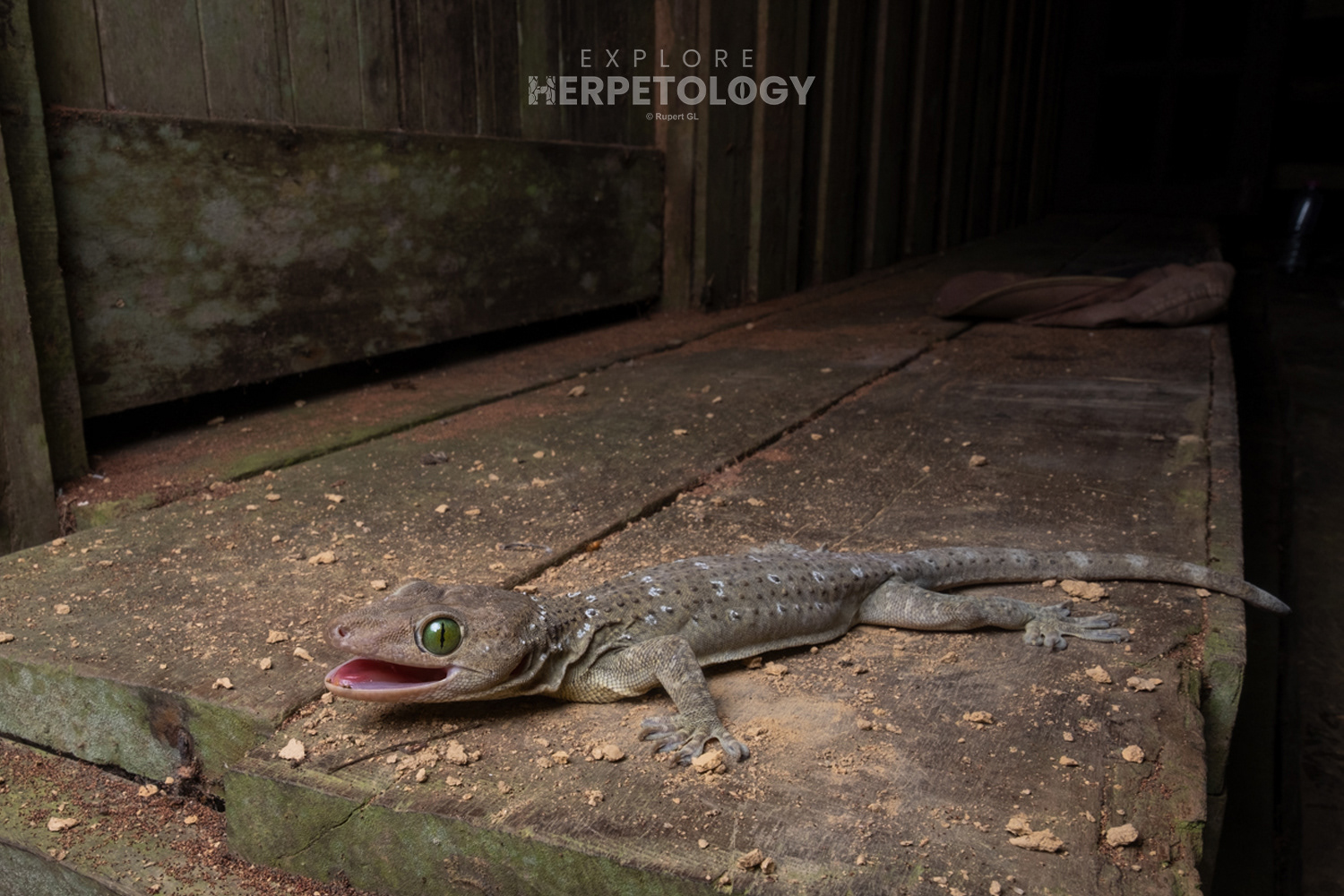 Giant green-eyed gecko (Gekko hulk)