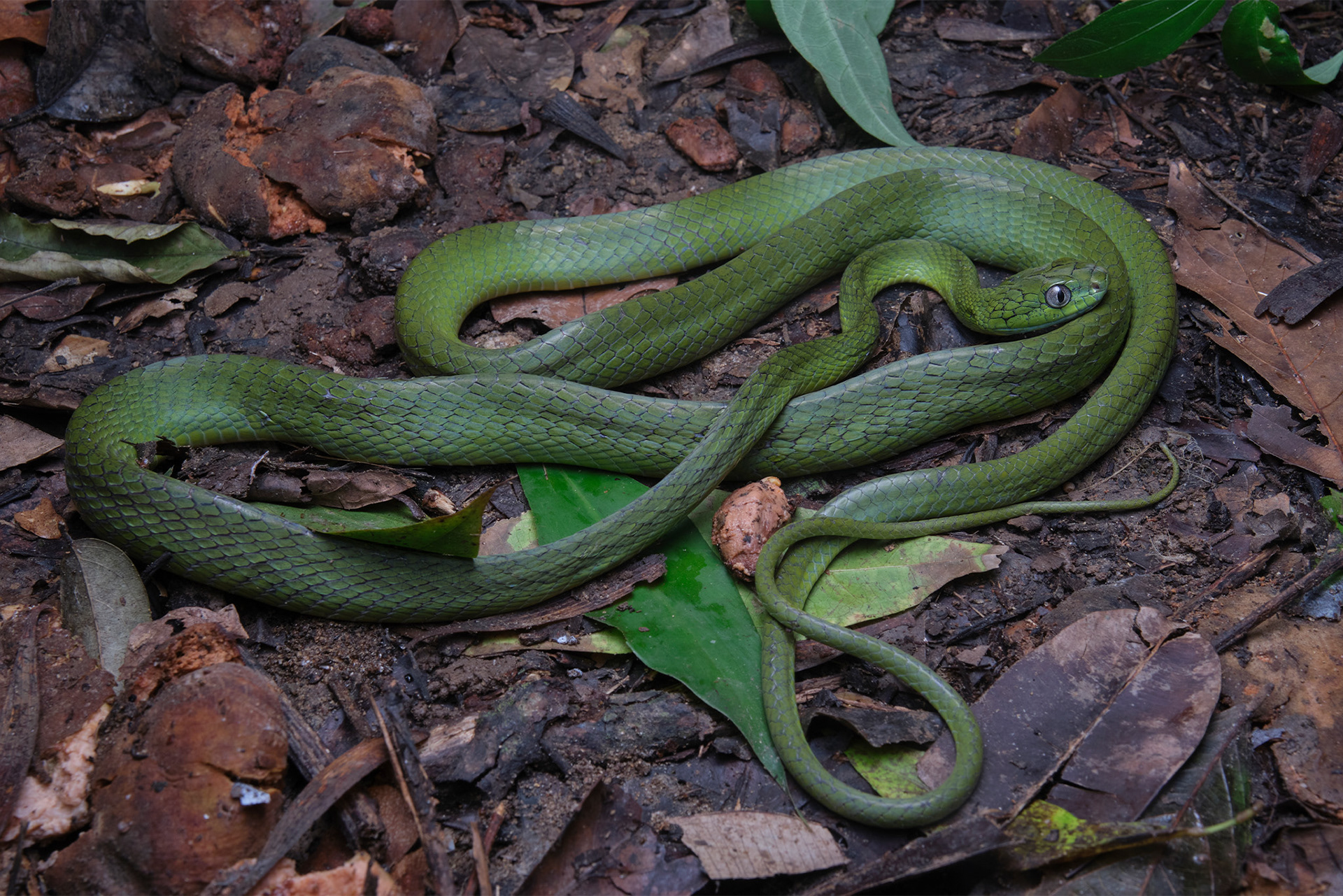 Green cat snake (Boiga cyanea)